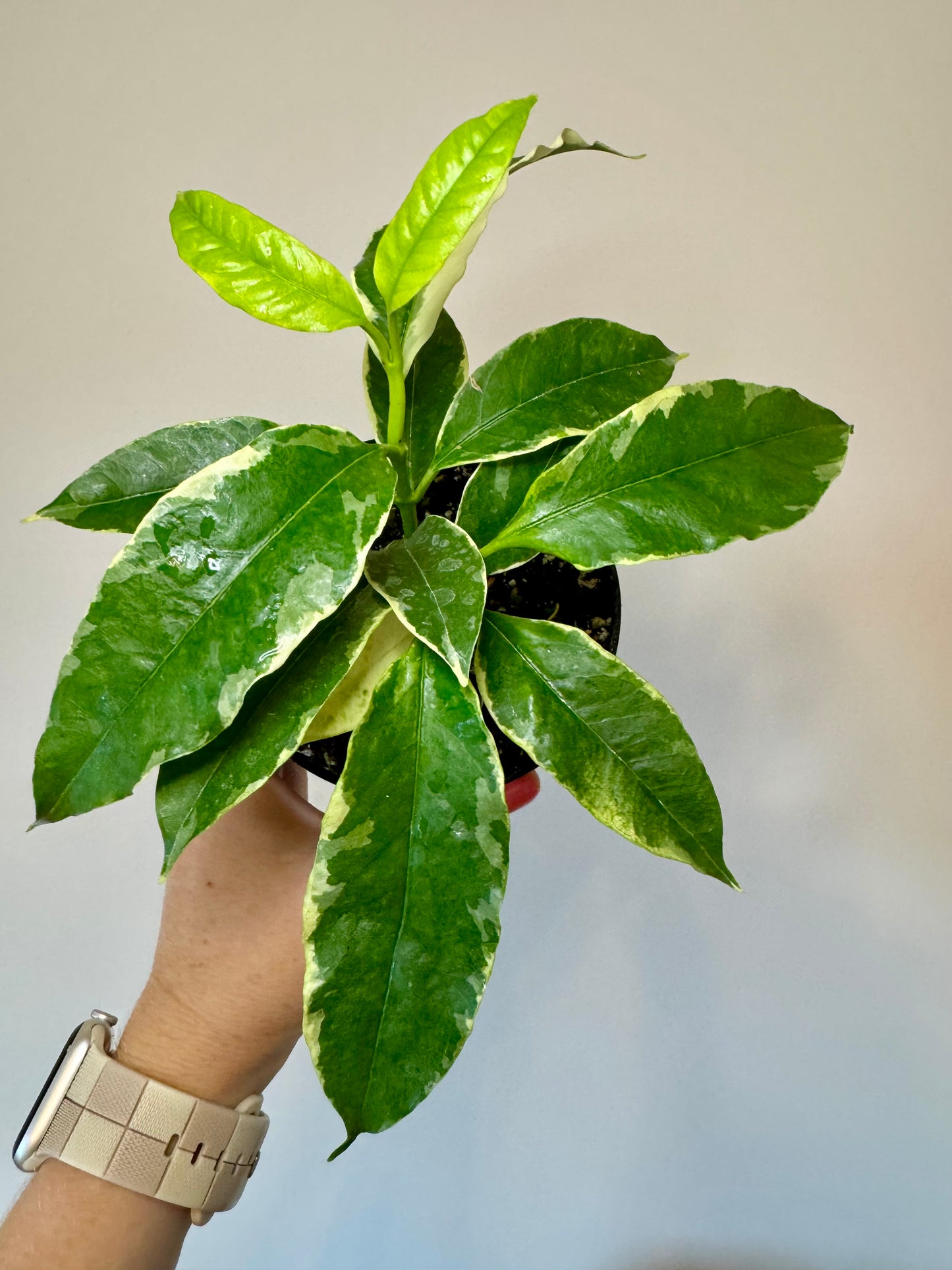 4” Hoya Multiflora Variegated ‘Shooting Star’
