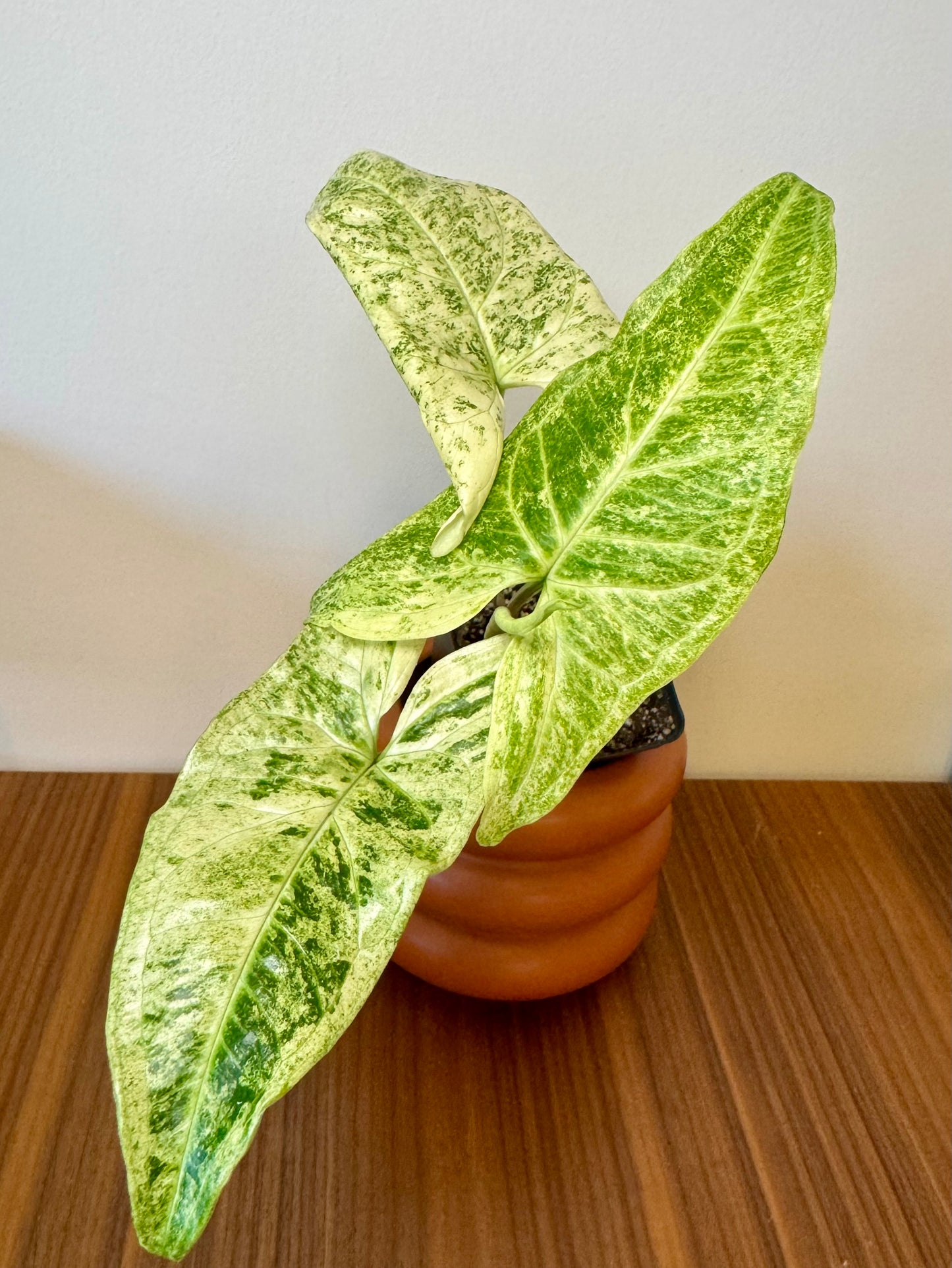 2.5" Syngonium Batik Albo