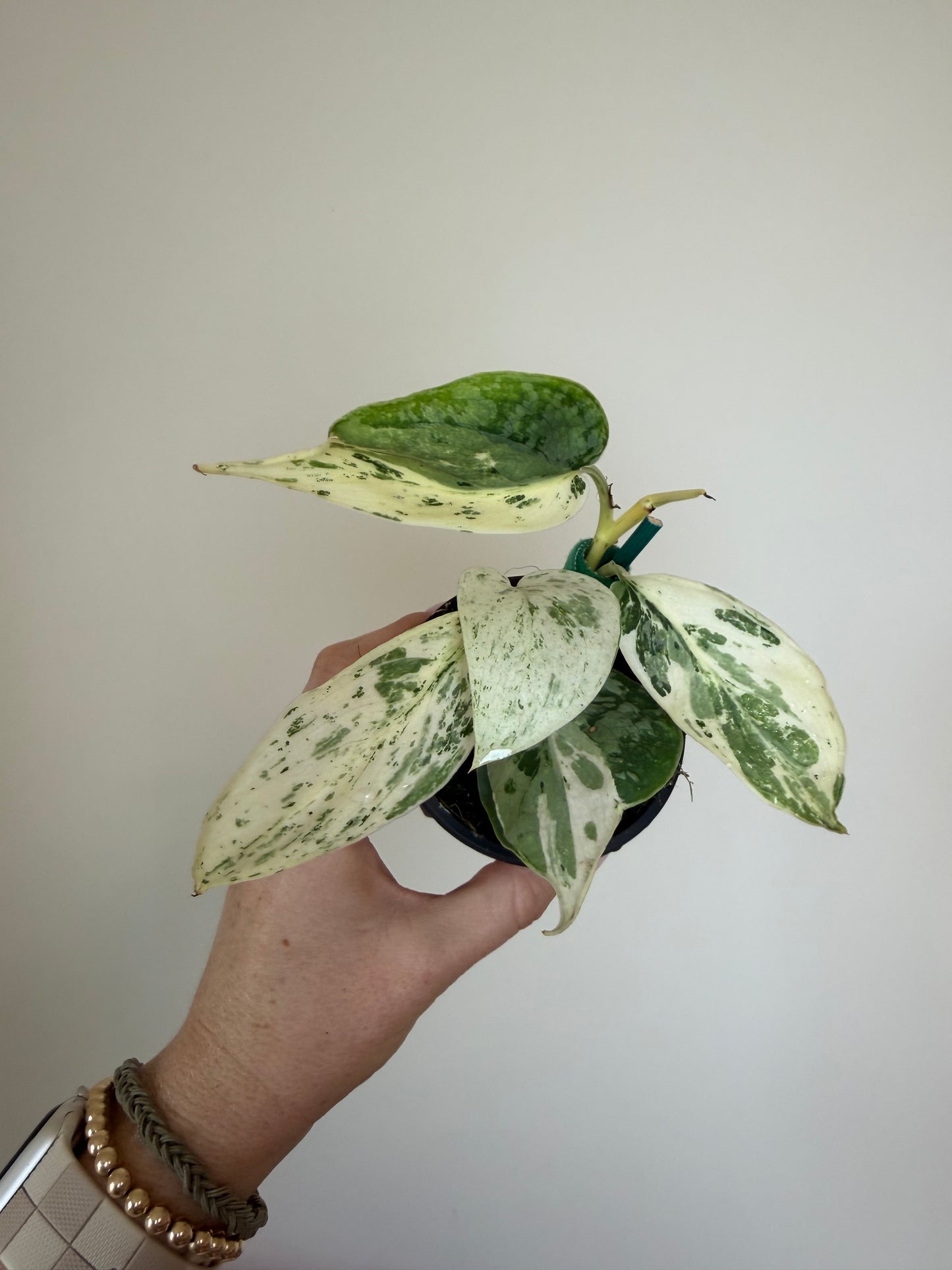 3” Scindapsus Silver Cloud Albo