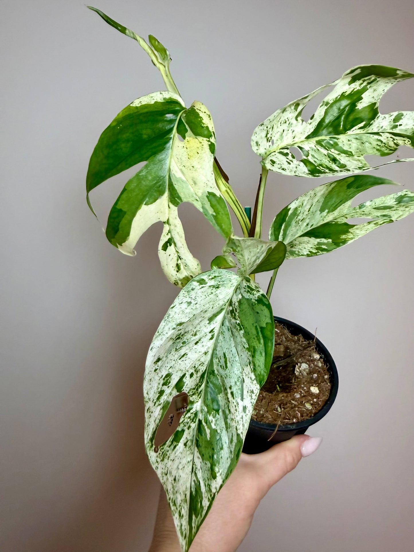 4” Epipremnum Pinnatum Marble