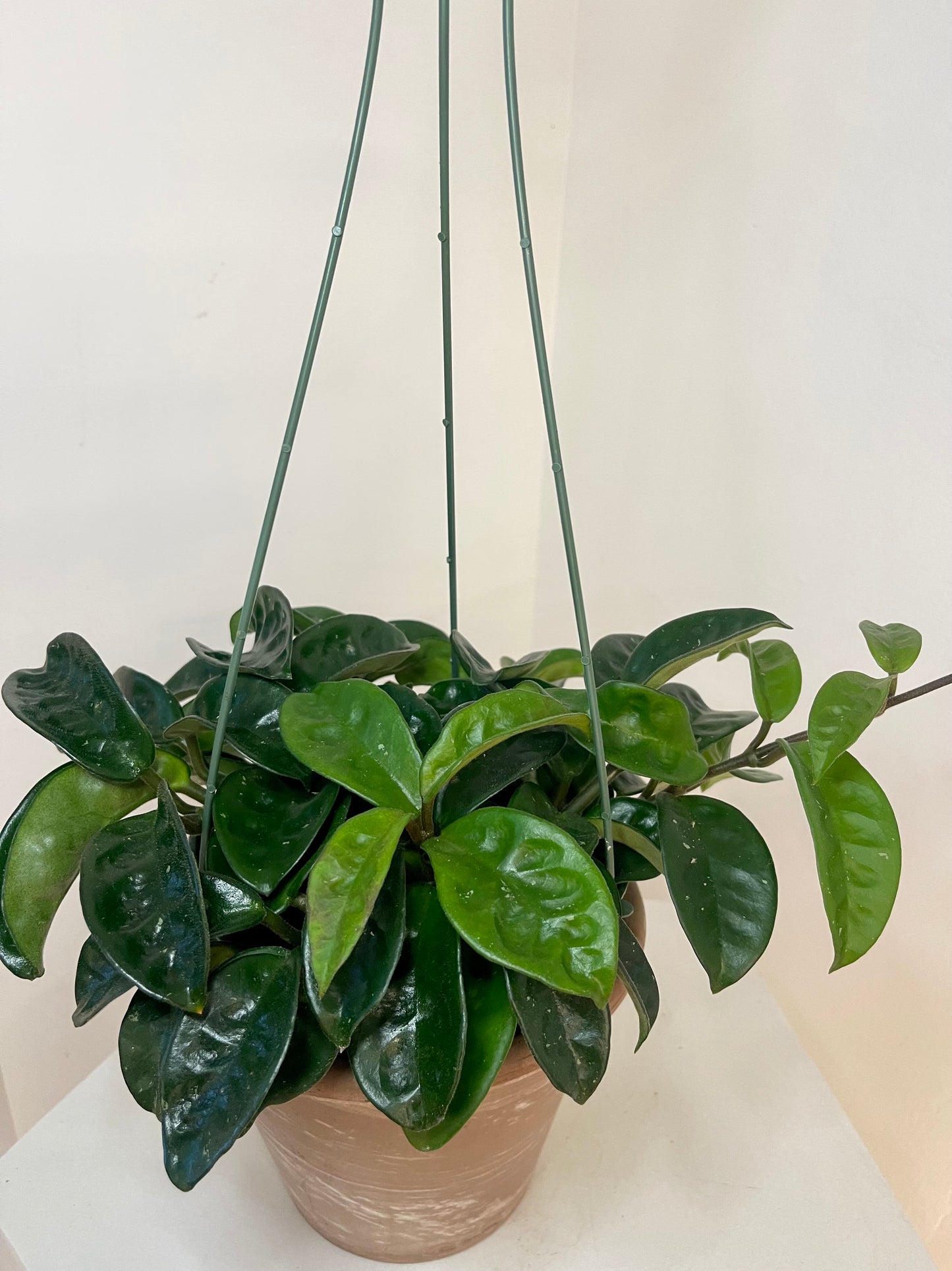 6” Hoya Carnosa ‘Krinkle’ XL