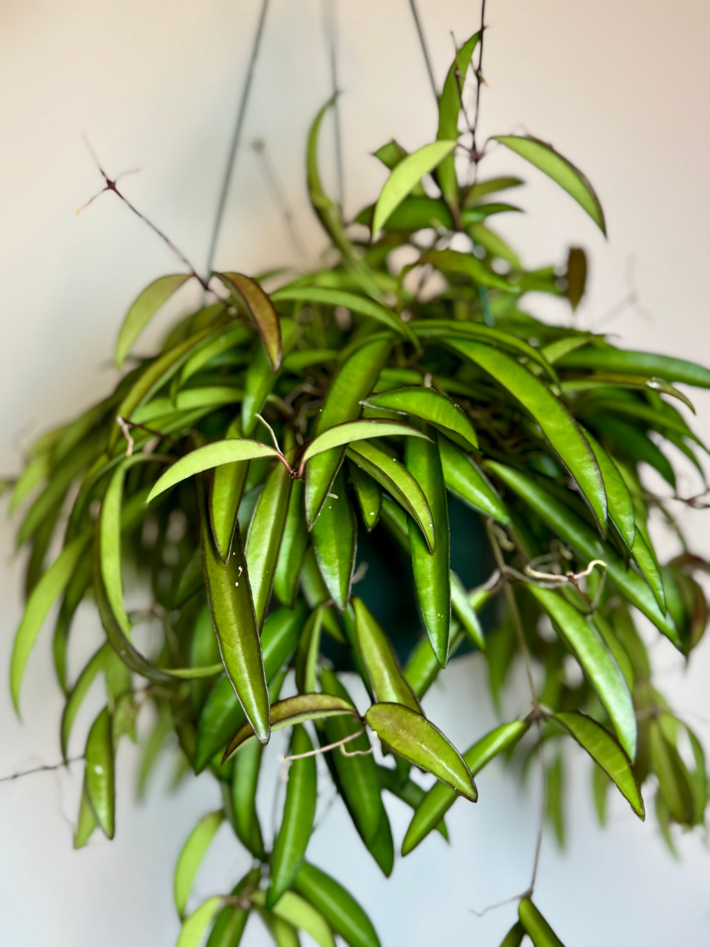 6” Hoya Wayetti; pet safe indoor houseplant