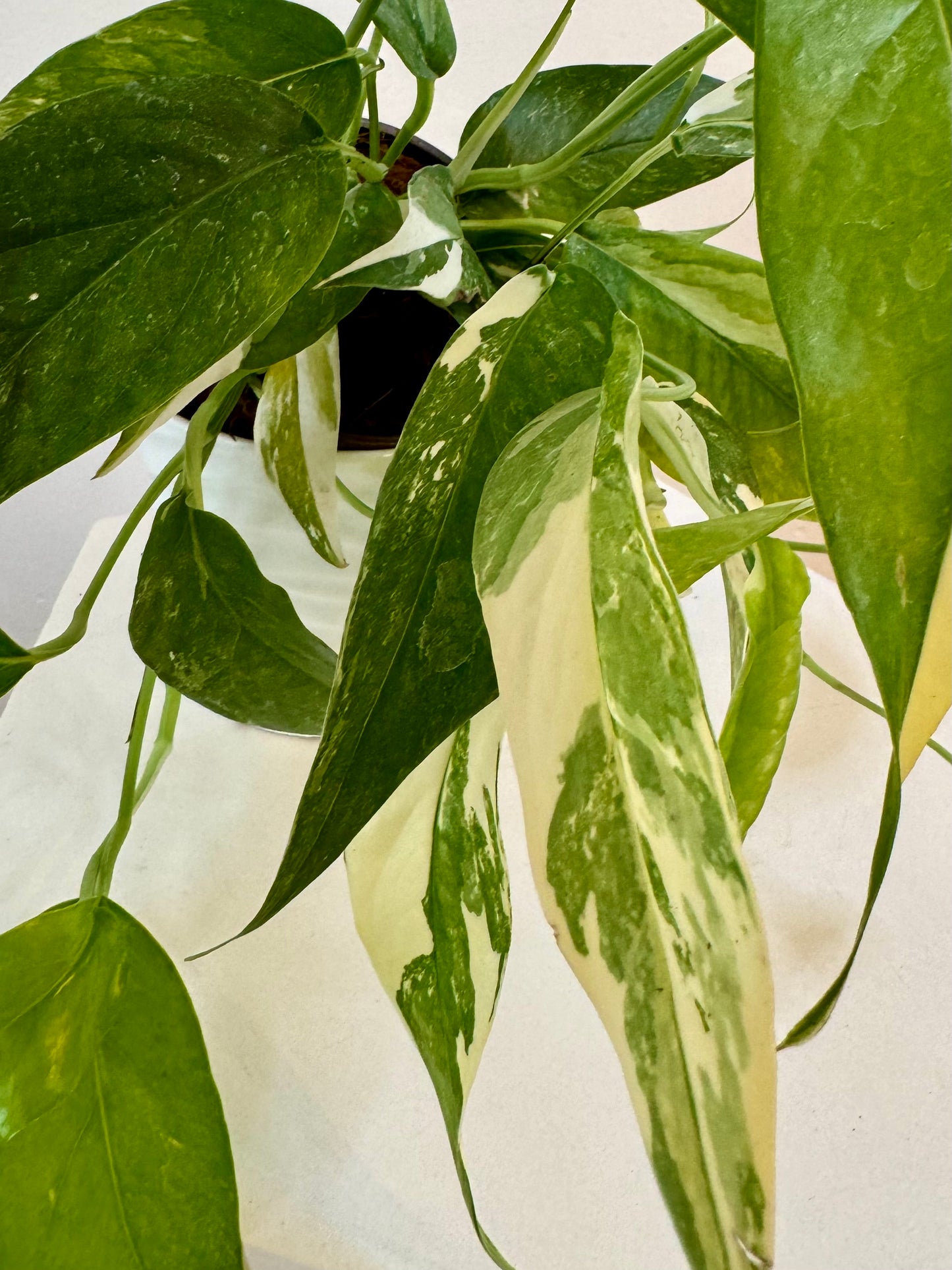 6" Epipremnum Pinnatum Albo-Variegated