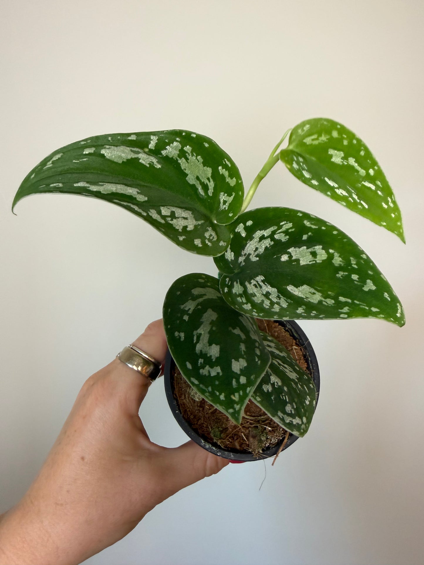 3” Scindapsus Tricolor