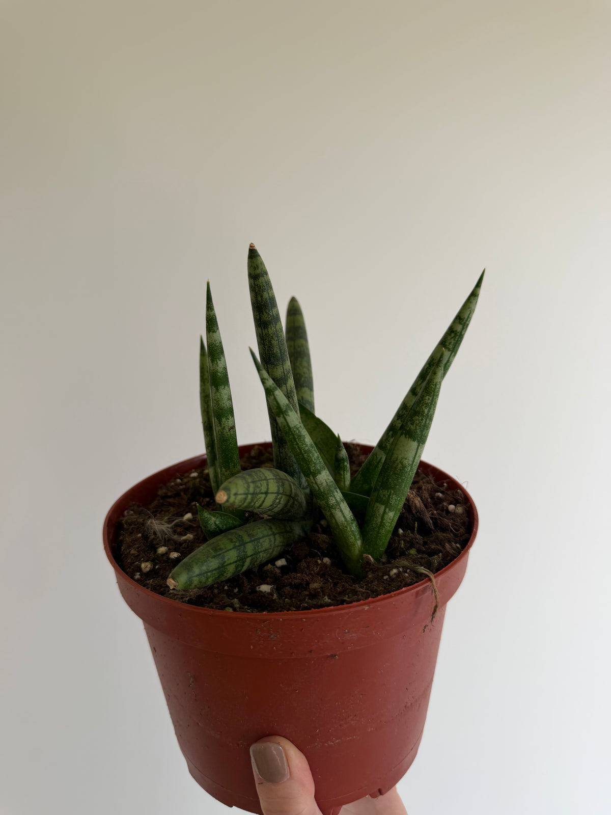 6" Sansevieria Boncel Starfish