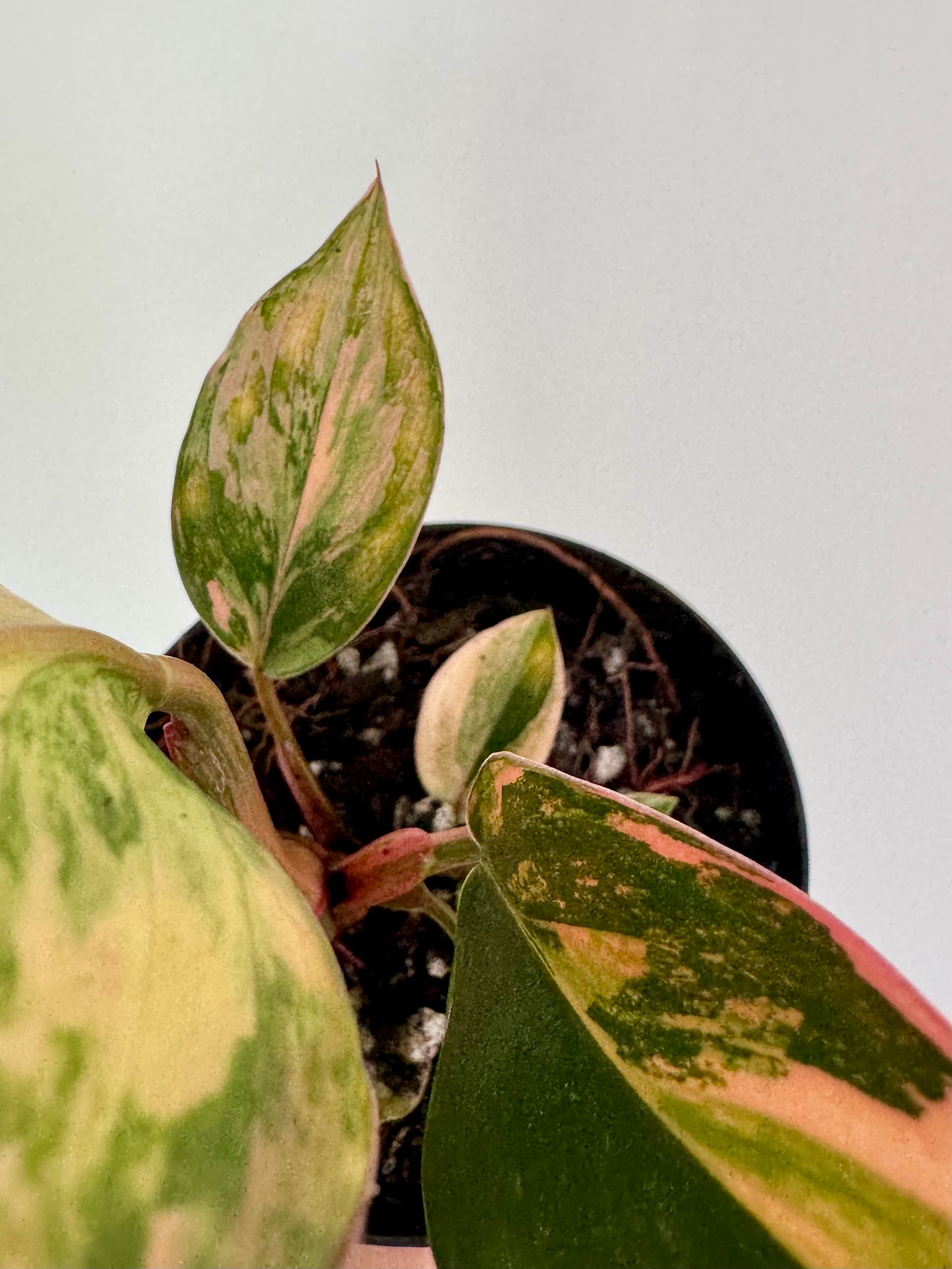 4" Philodendron Red Congo Variegated