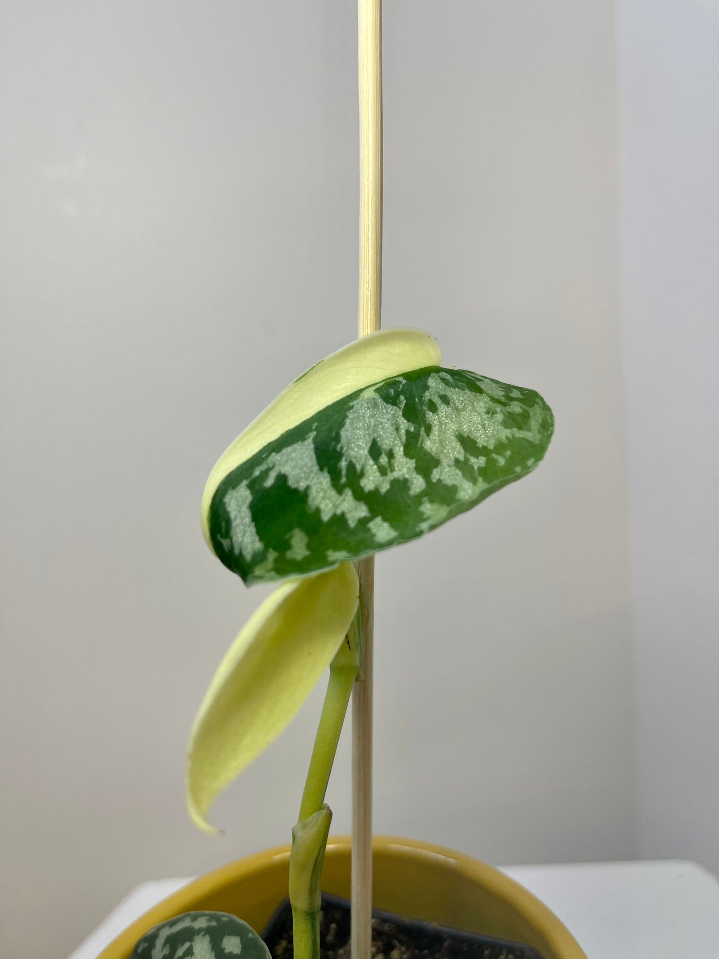 3" Scindapsus Pictus 'Mayari' Albo Variegated