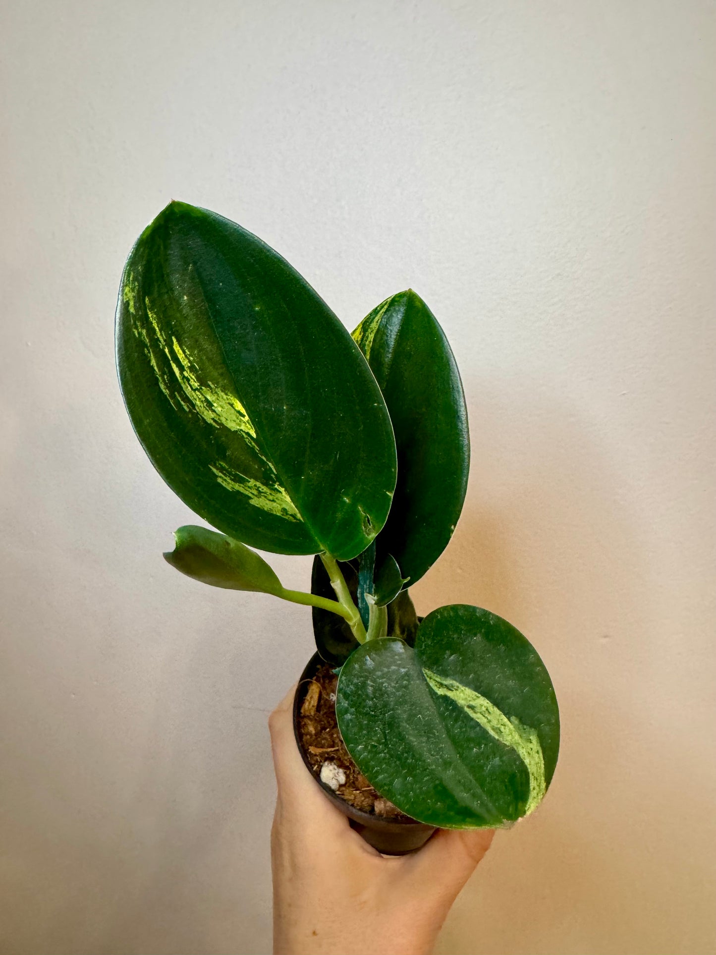 3" Scindapsus Treubii 'Dark Form' Variegated