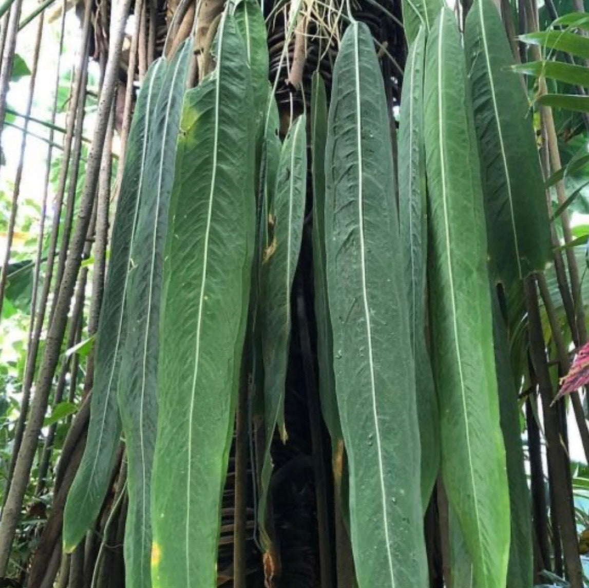 3" Anthurium Pallidiflorum