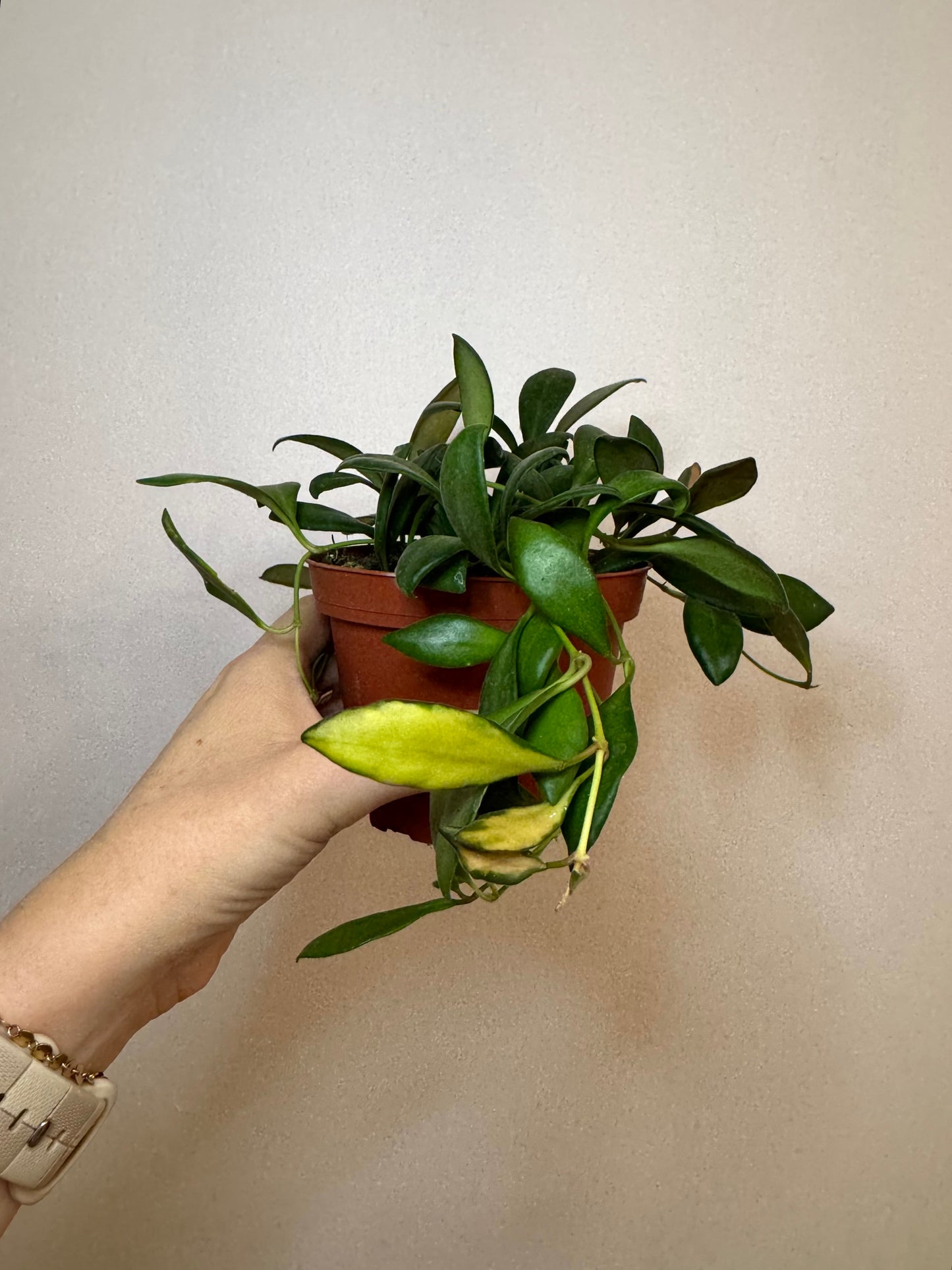 4” Hoya DS-70 Variegated