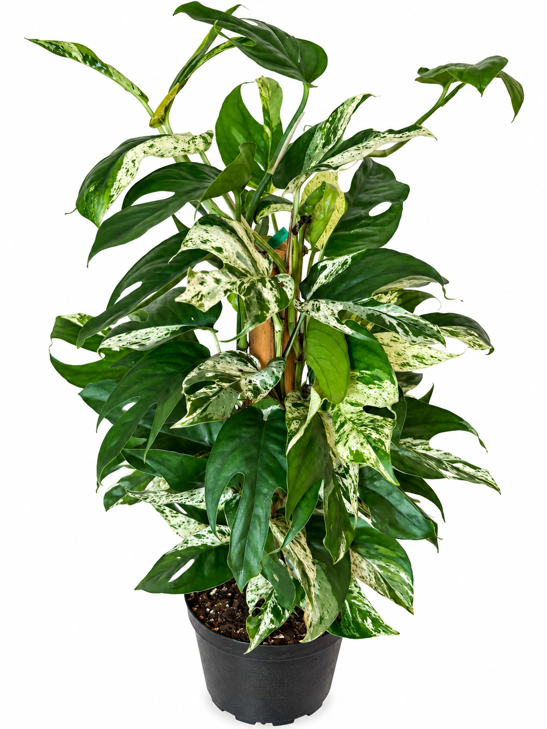 6” Epipremnum Pinnatum Marble Flame (on Totem)
