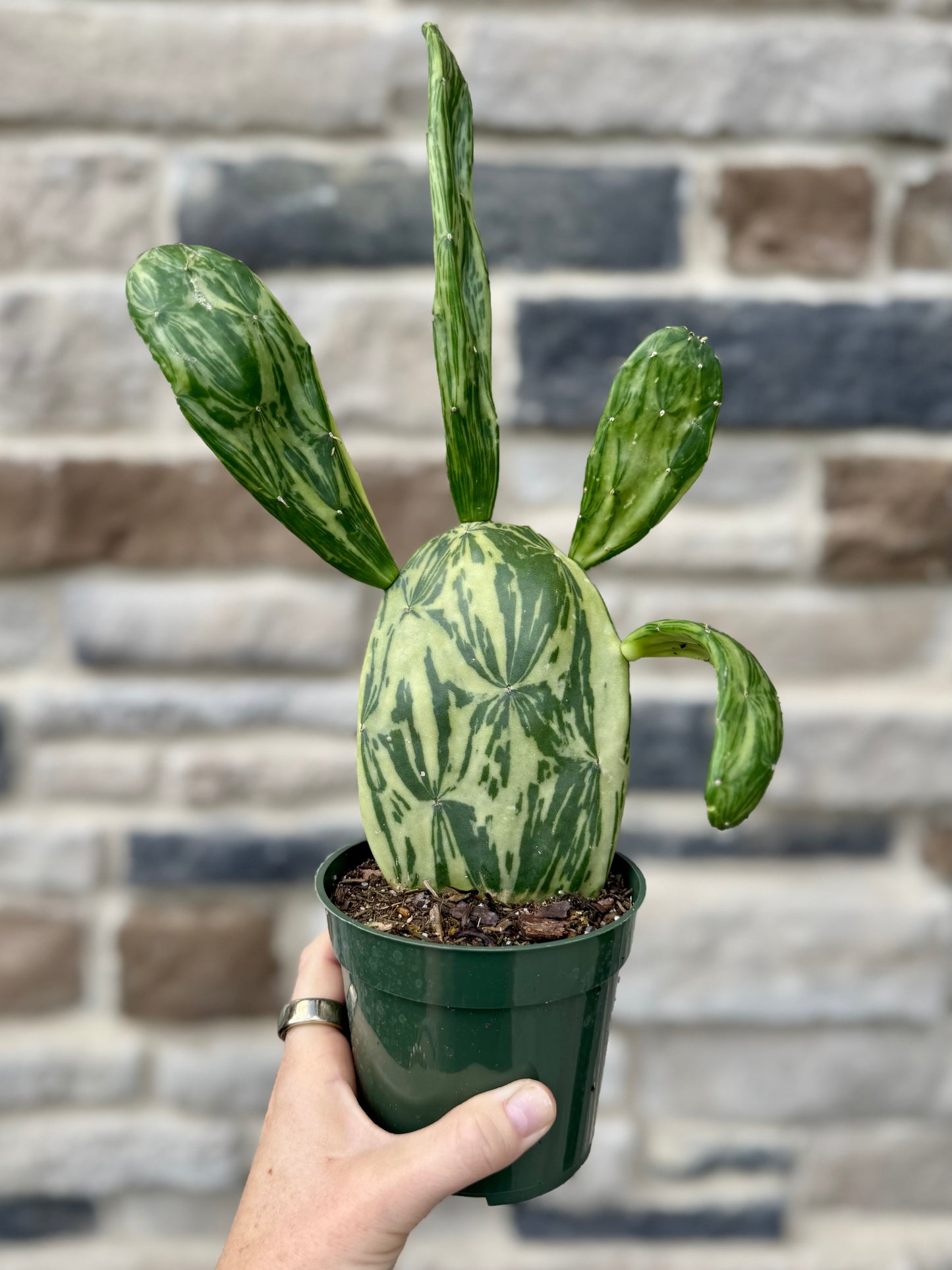 4” Opuntia Sunburst Cactus
