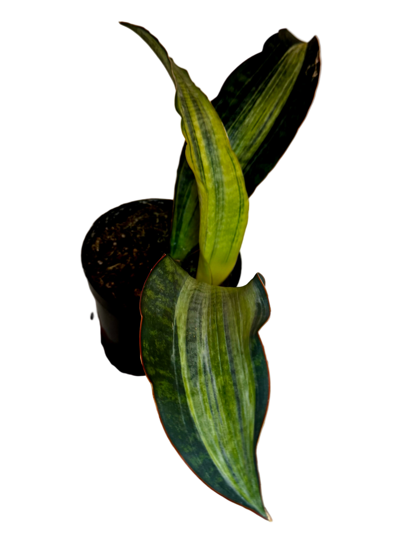 6” Sansevieria 'Whale Fin' Variegated (White)