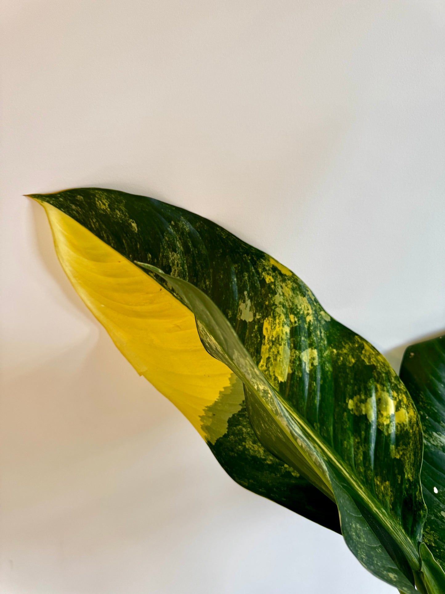 8” Dieffenbachia ‘Big Ben’ Variegated