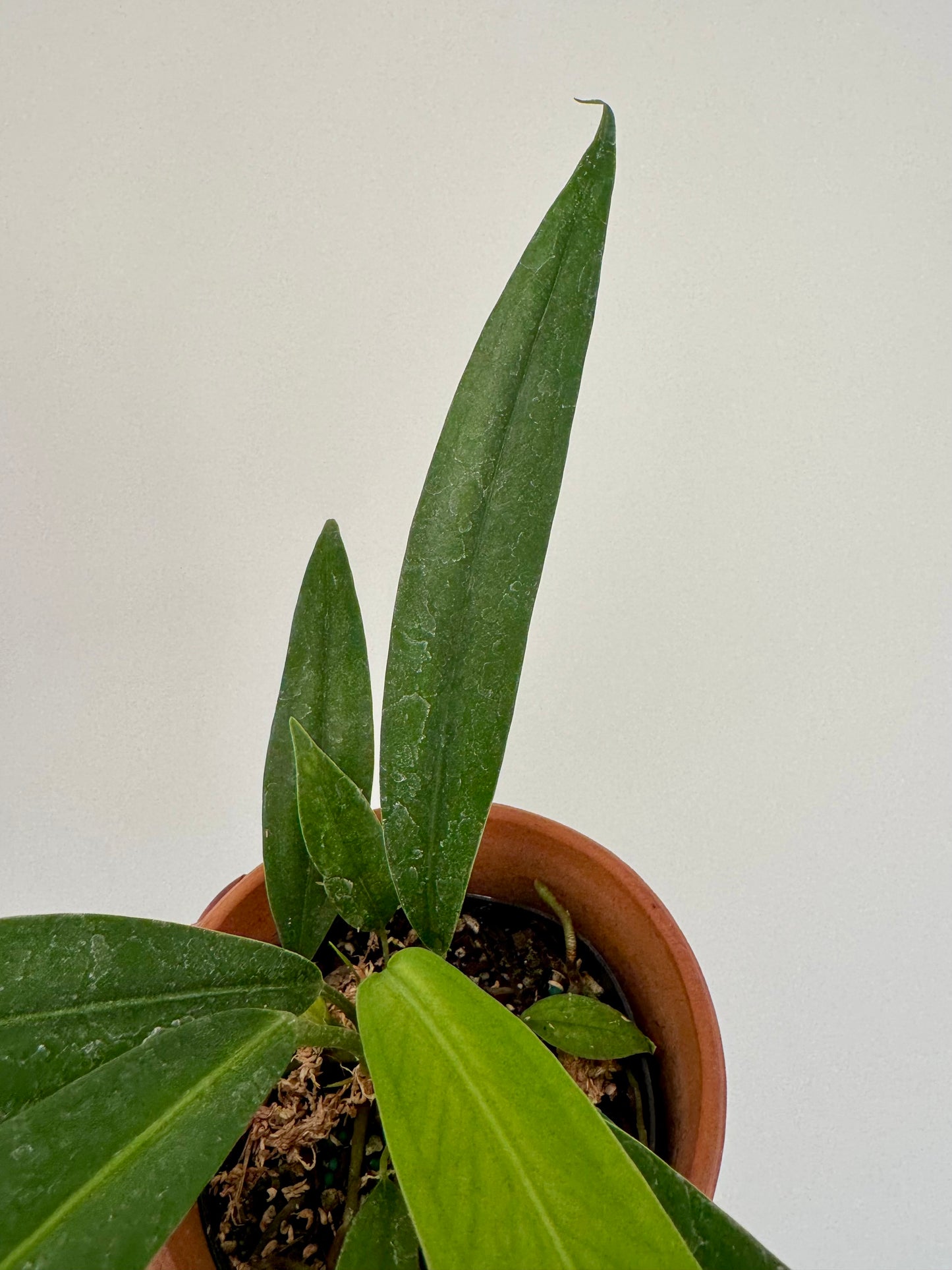 4" Anthurium Bakeri