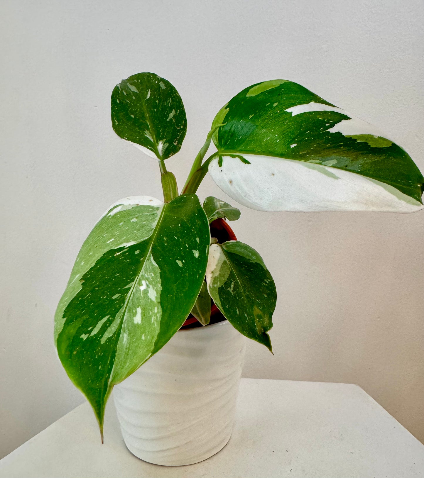 4” Philodendron White Princess