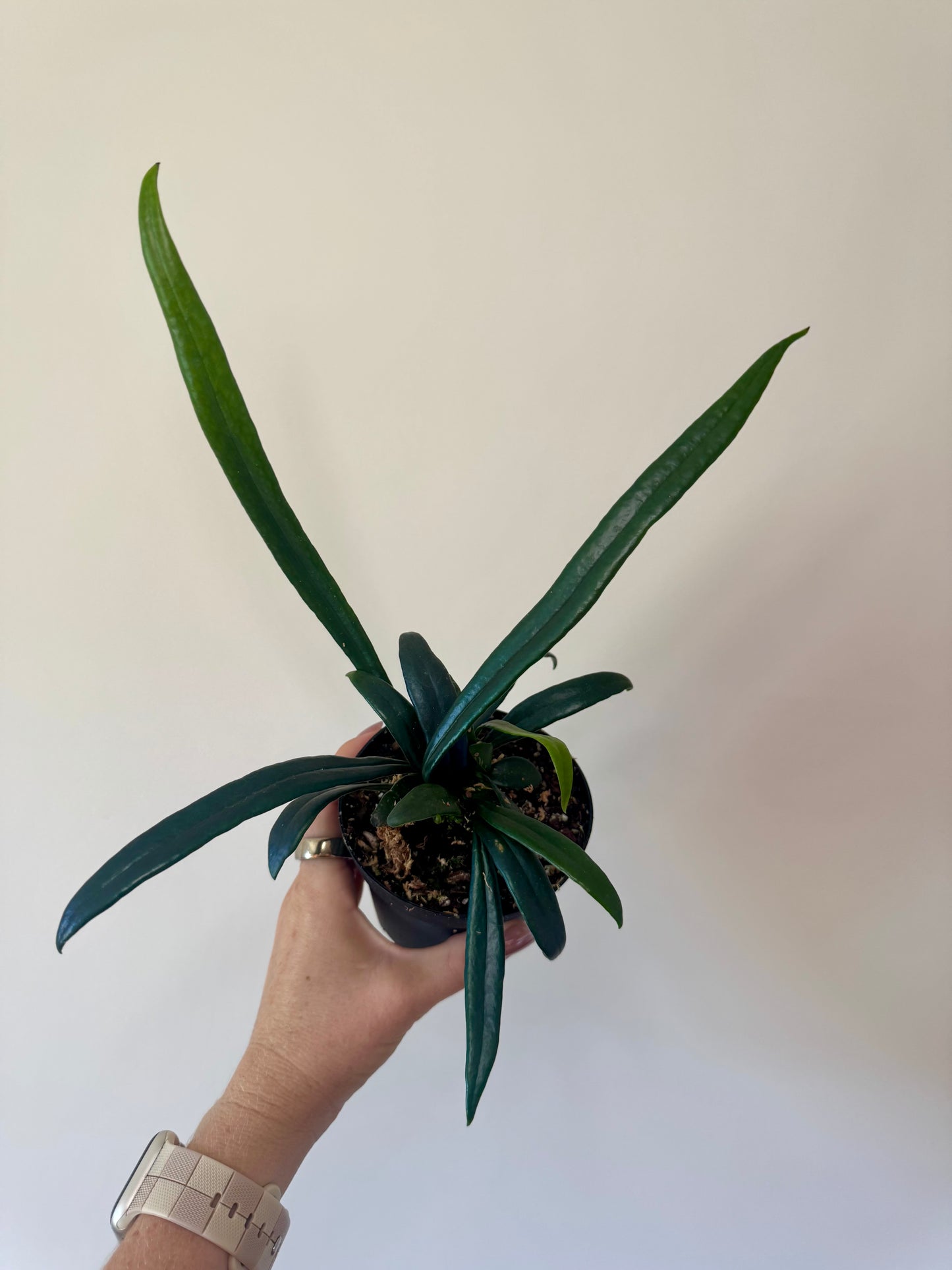 3” Microsorum thailandicum 'Blue Oil Fern' | Pet safe houseplant