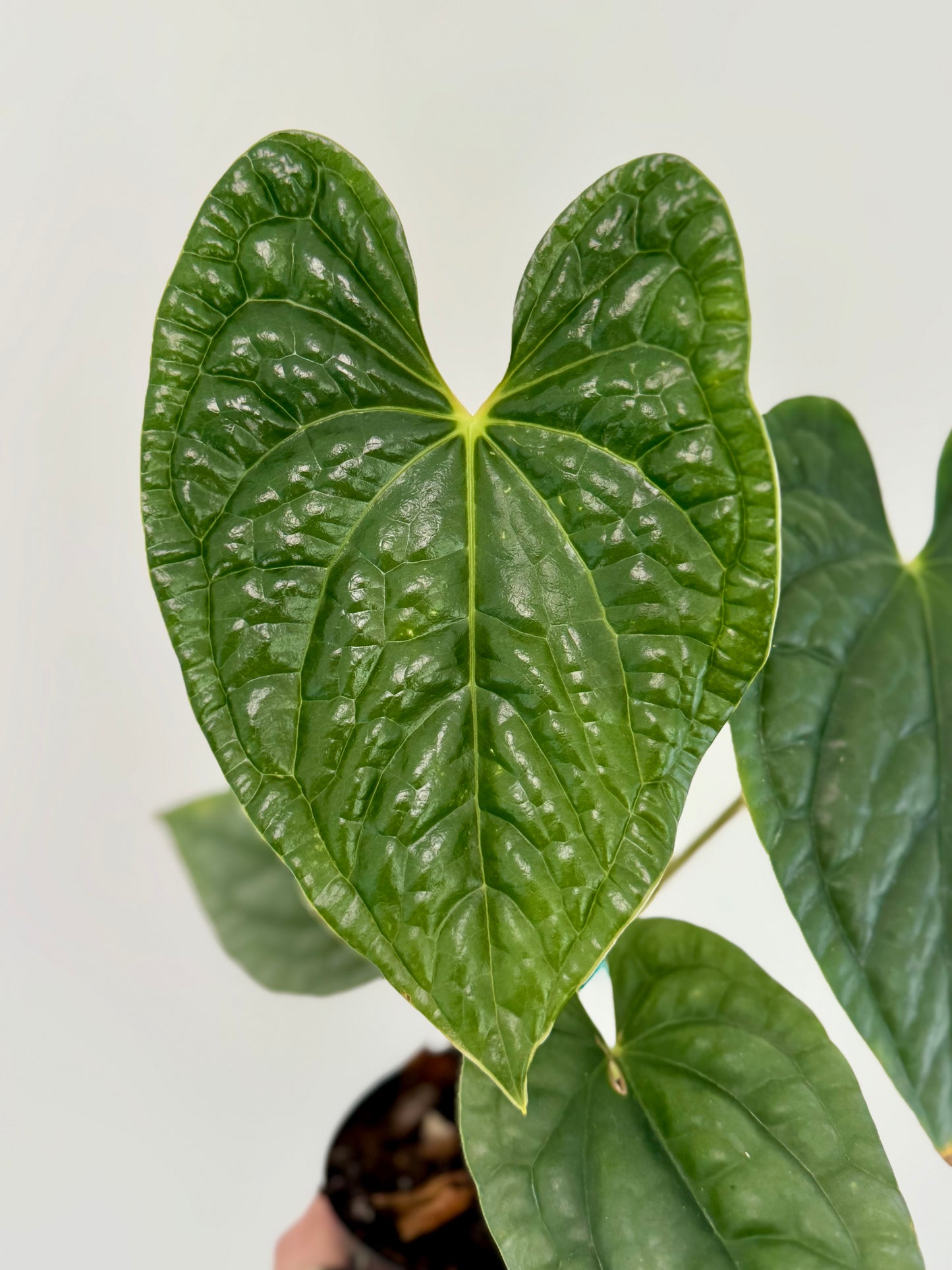 4" Anthurium Luxurians 'Dark Velvet'