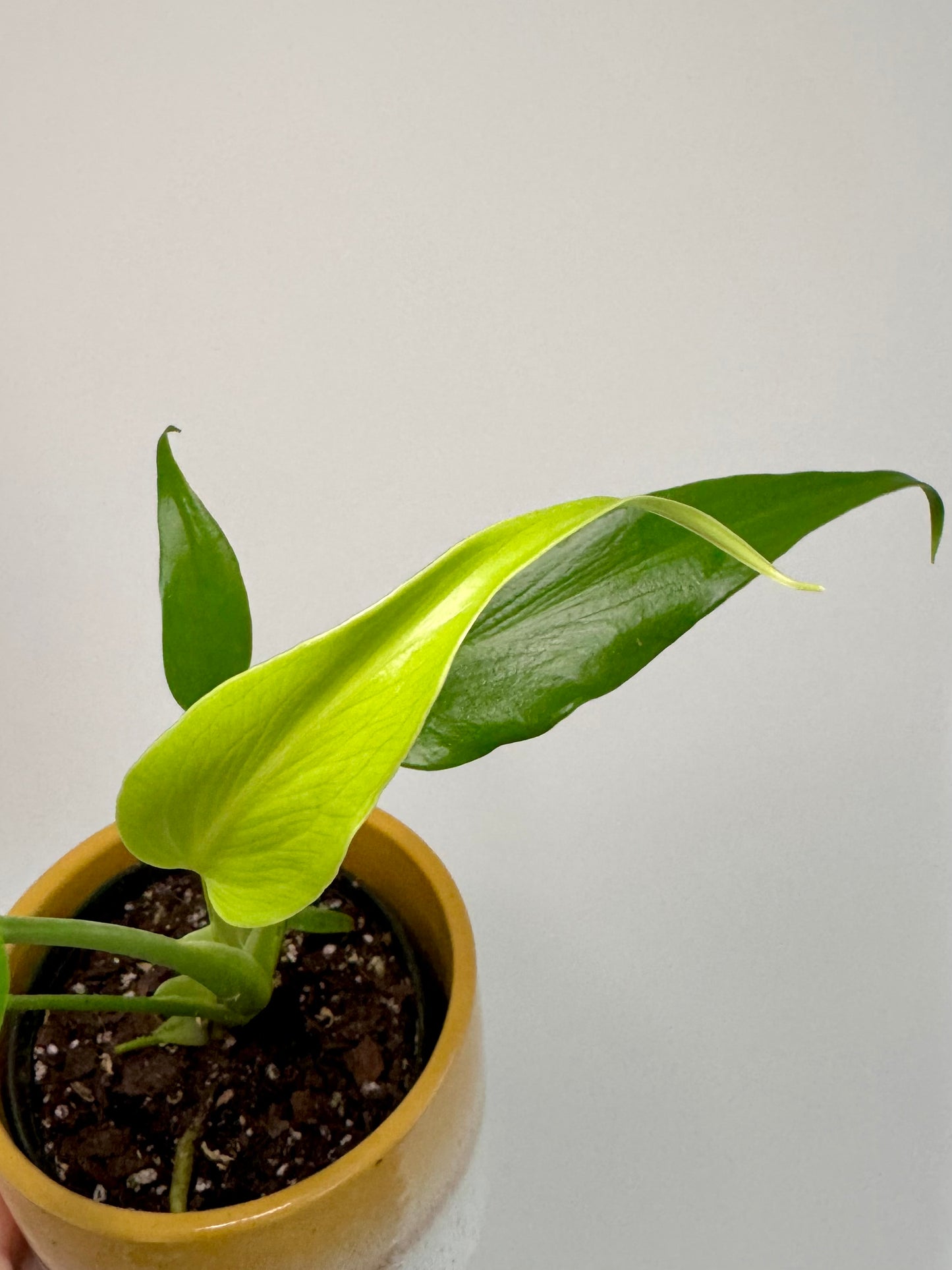 4" Monstera Burle Marx Flame