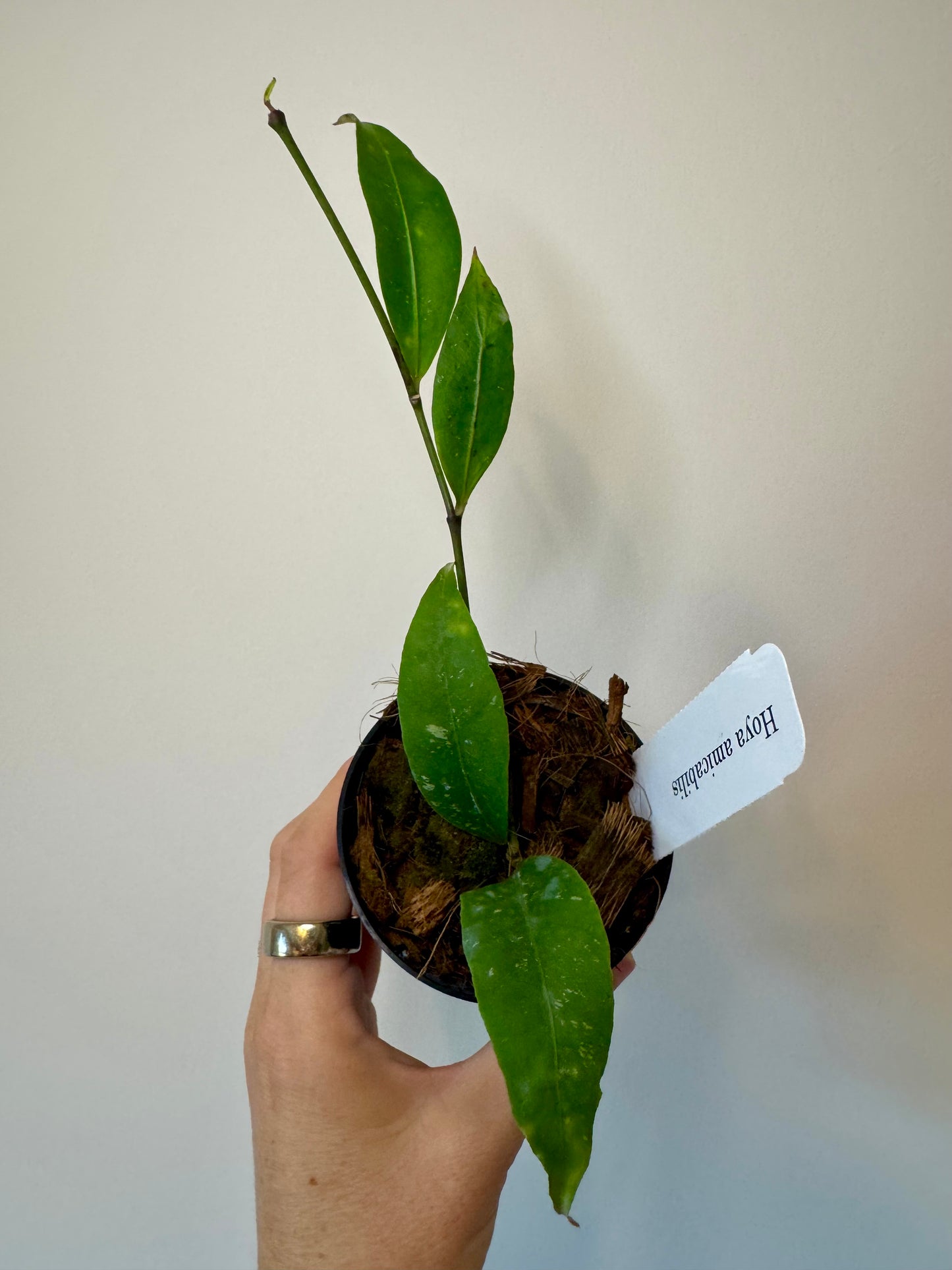 3” Hoya Amicabilis