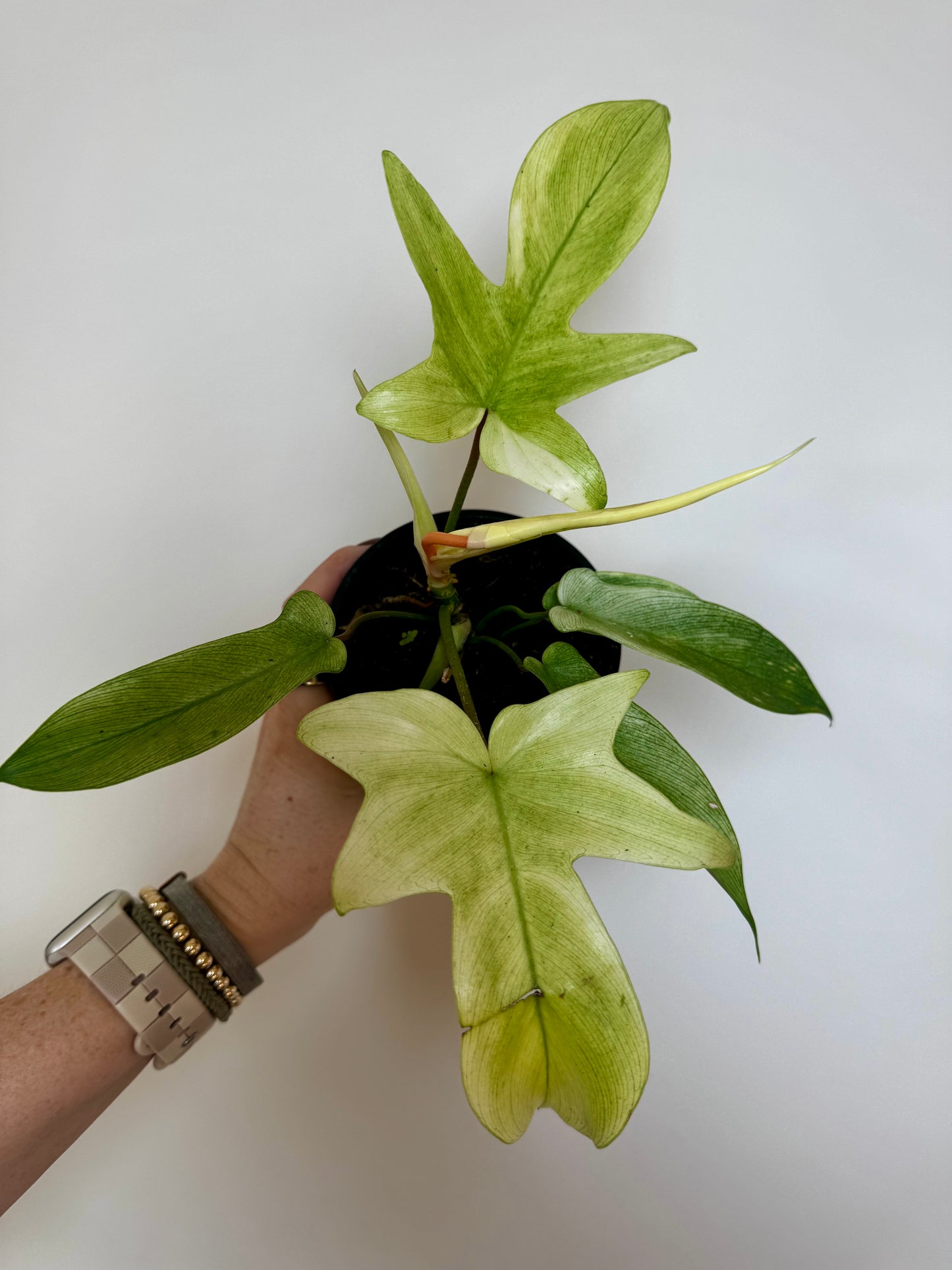 4" Philodendron Florida Ghost