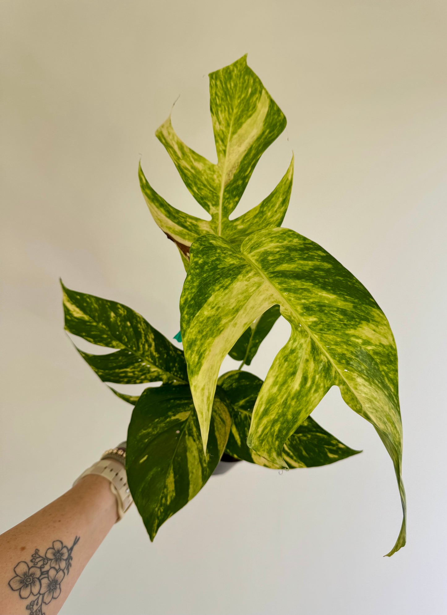 6" Epipremnum Pinnatum 'Yellow Flame' (fenestrated)