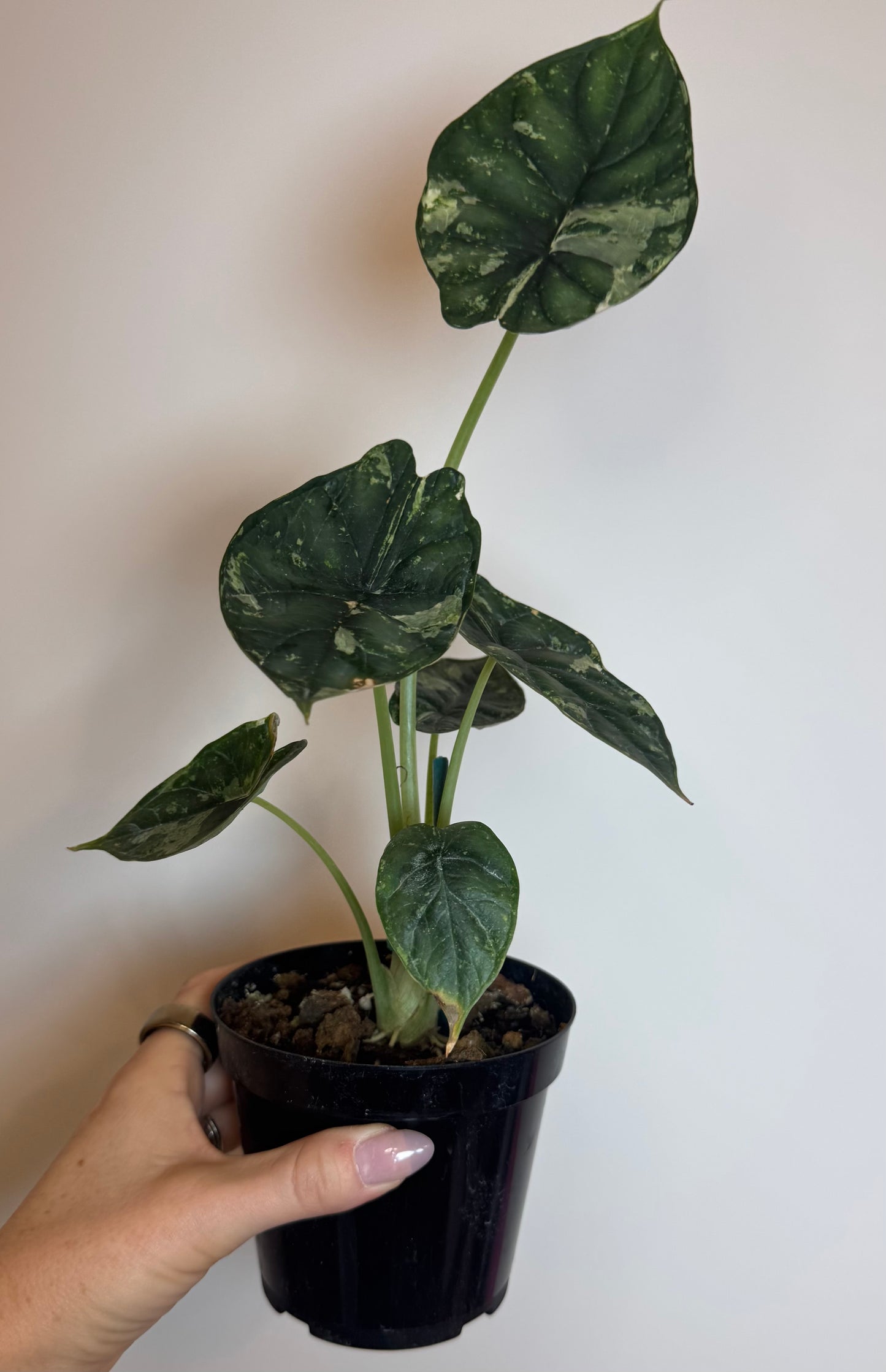 4” Alocasia Dragon Scale Mint Variegated