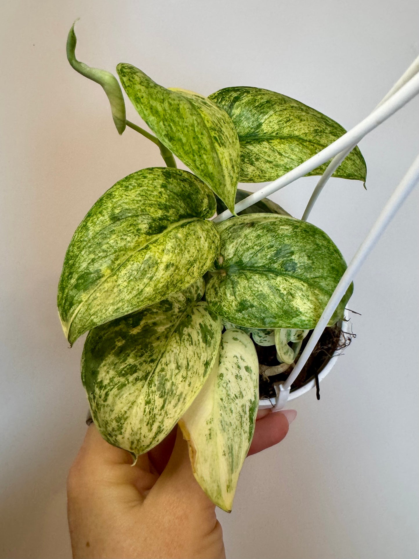 3" Scindapsus Jade Satin Crème Brûlée