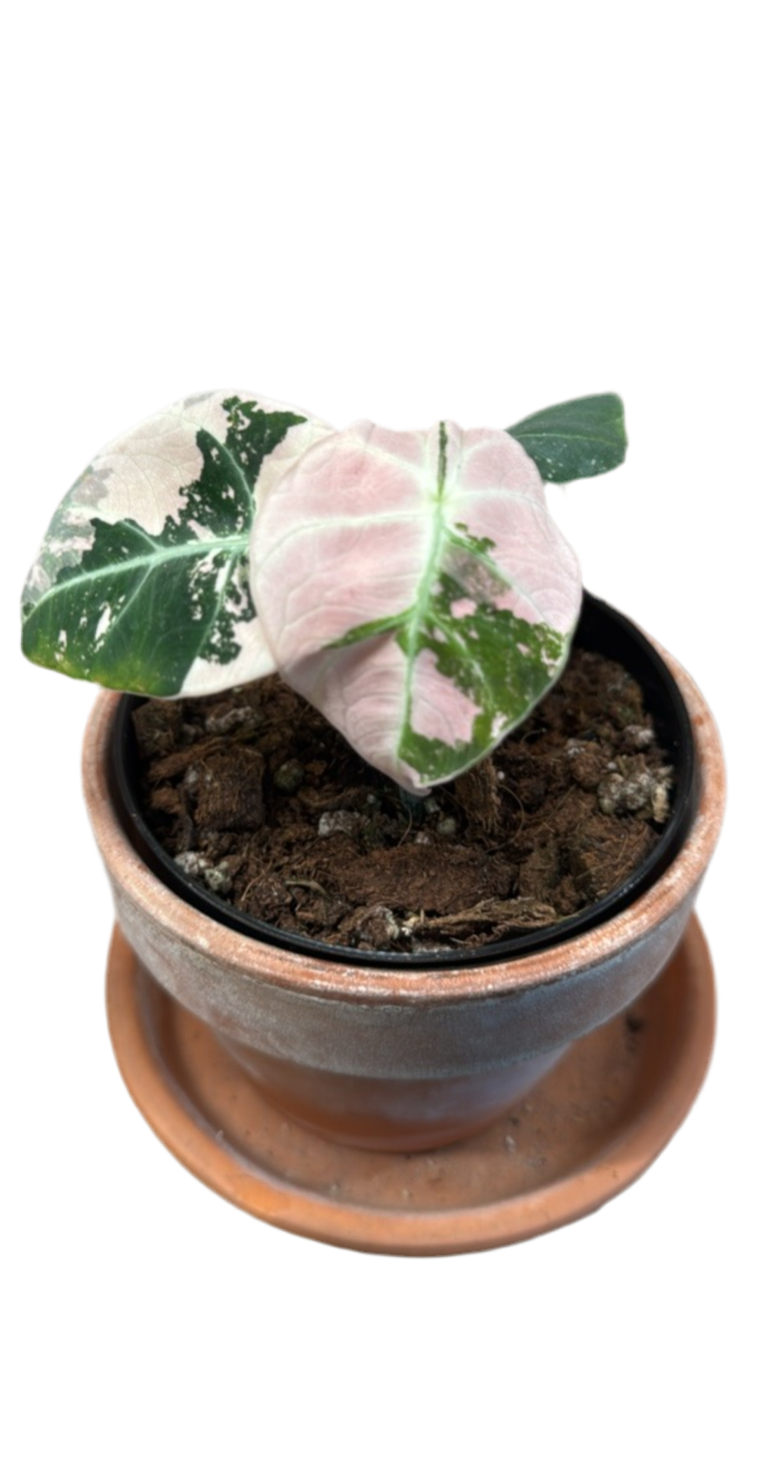 3” Alocasia ‘Black Velvet’ Pink Variegated