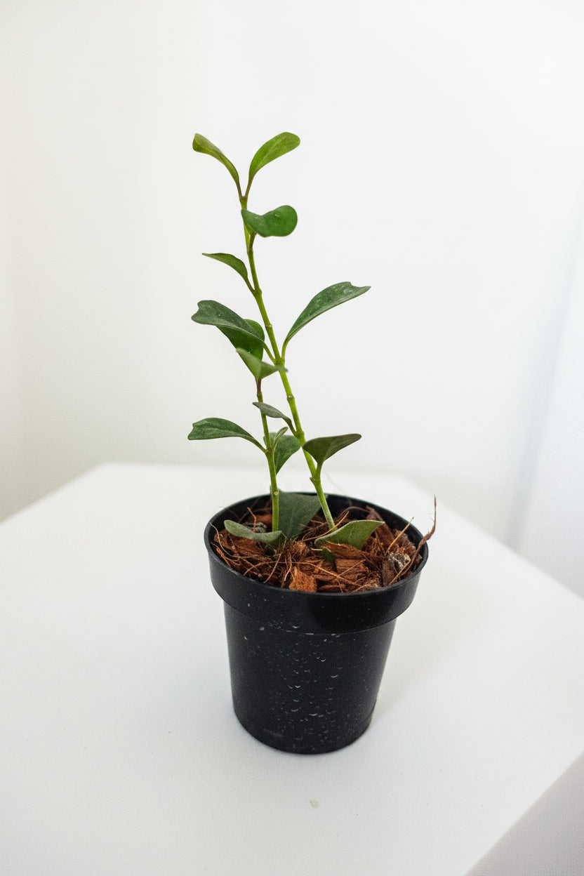 4" Hoya Manipurensis (Hanging Basket)