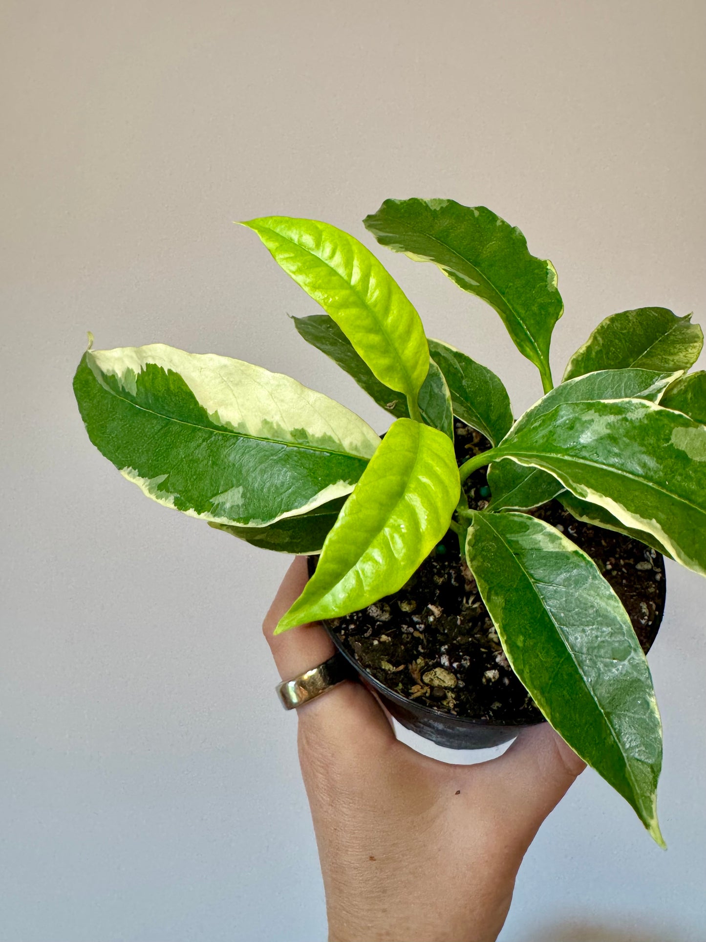4” Hoya Multiflora Variegated ‘Shooting Star’