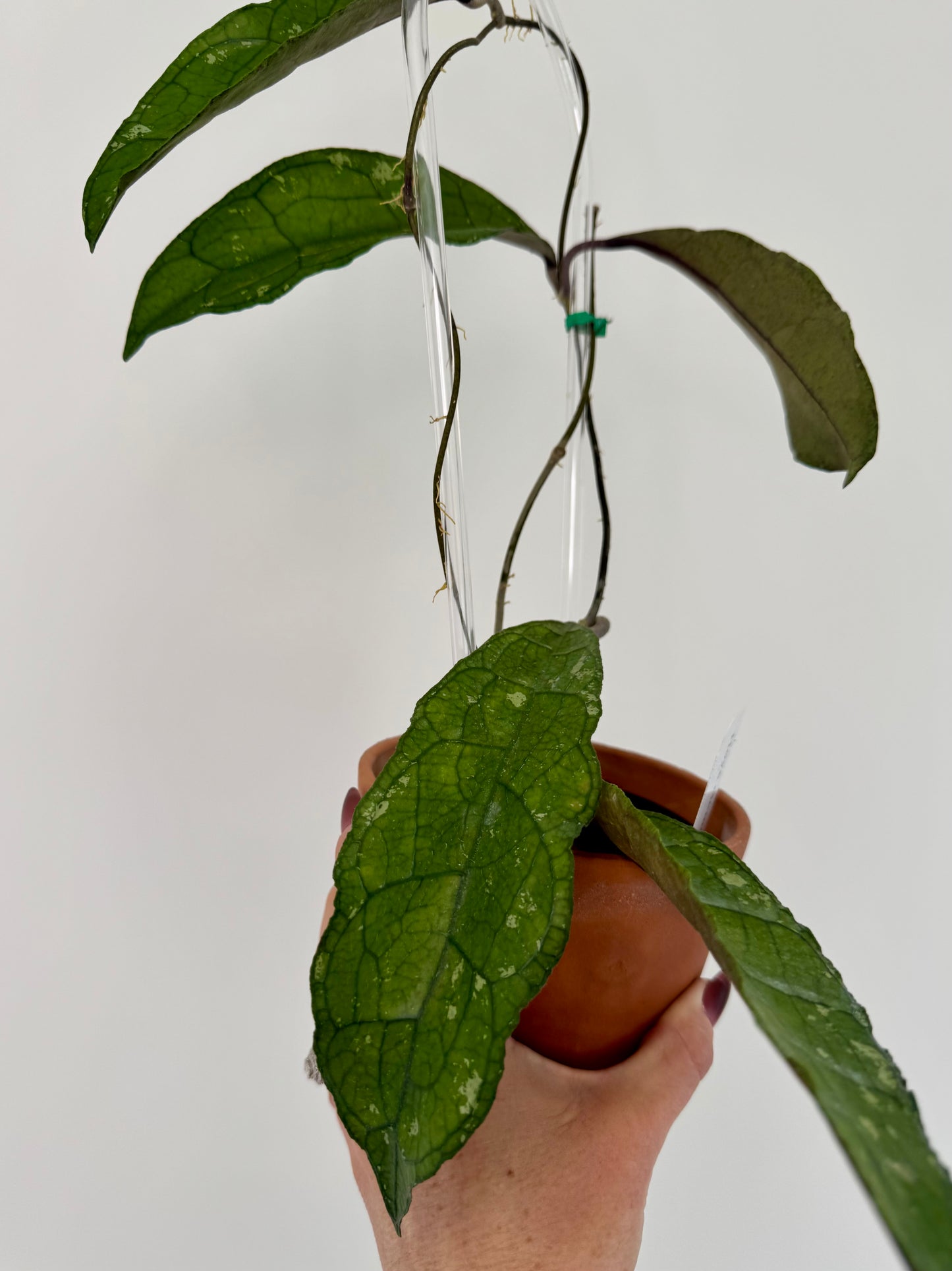 4” Hoya Clemensiorum