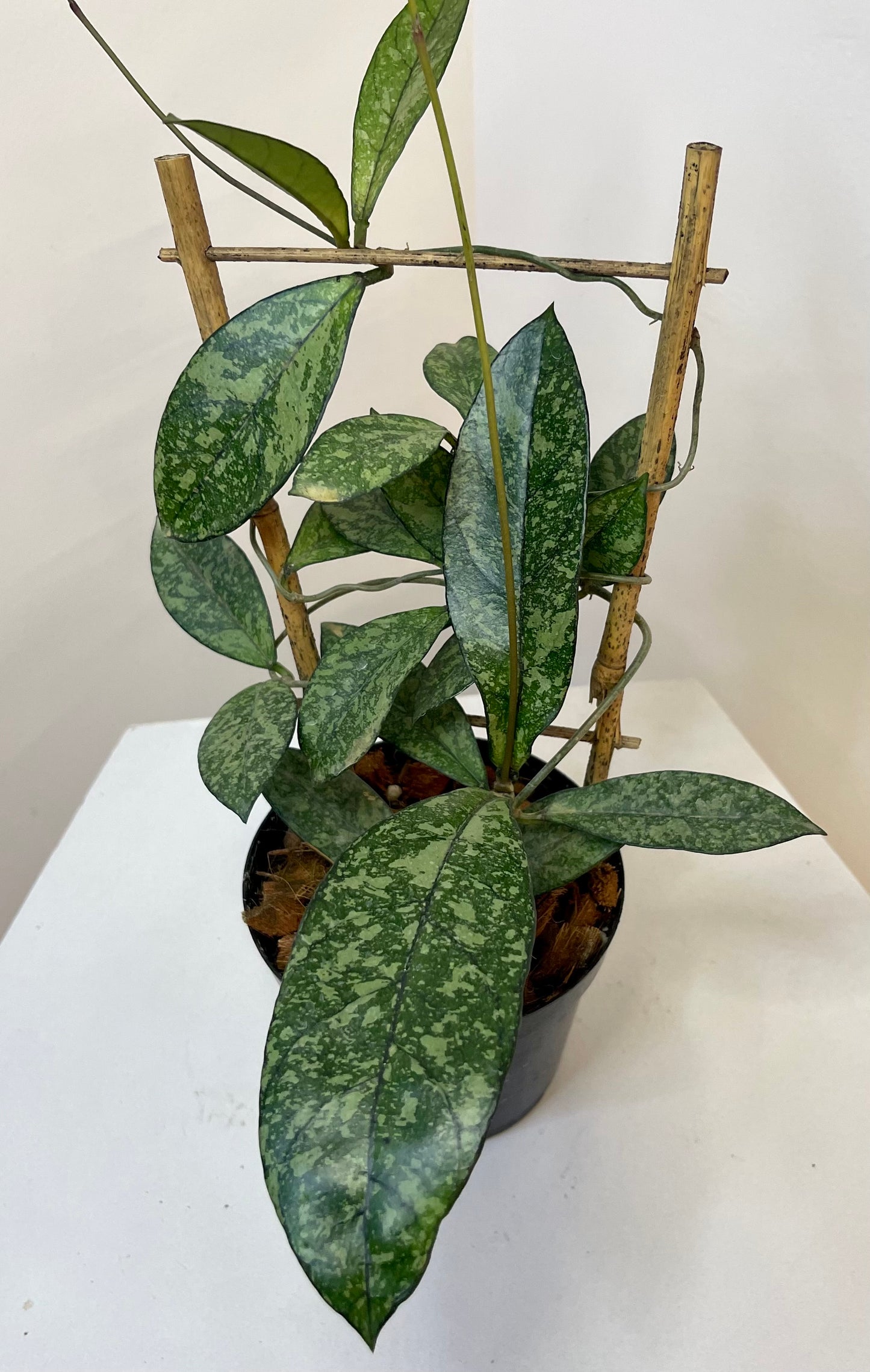 4" Hoya Crassipetiolata Super Splash with trellis