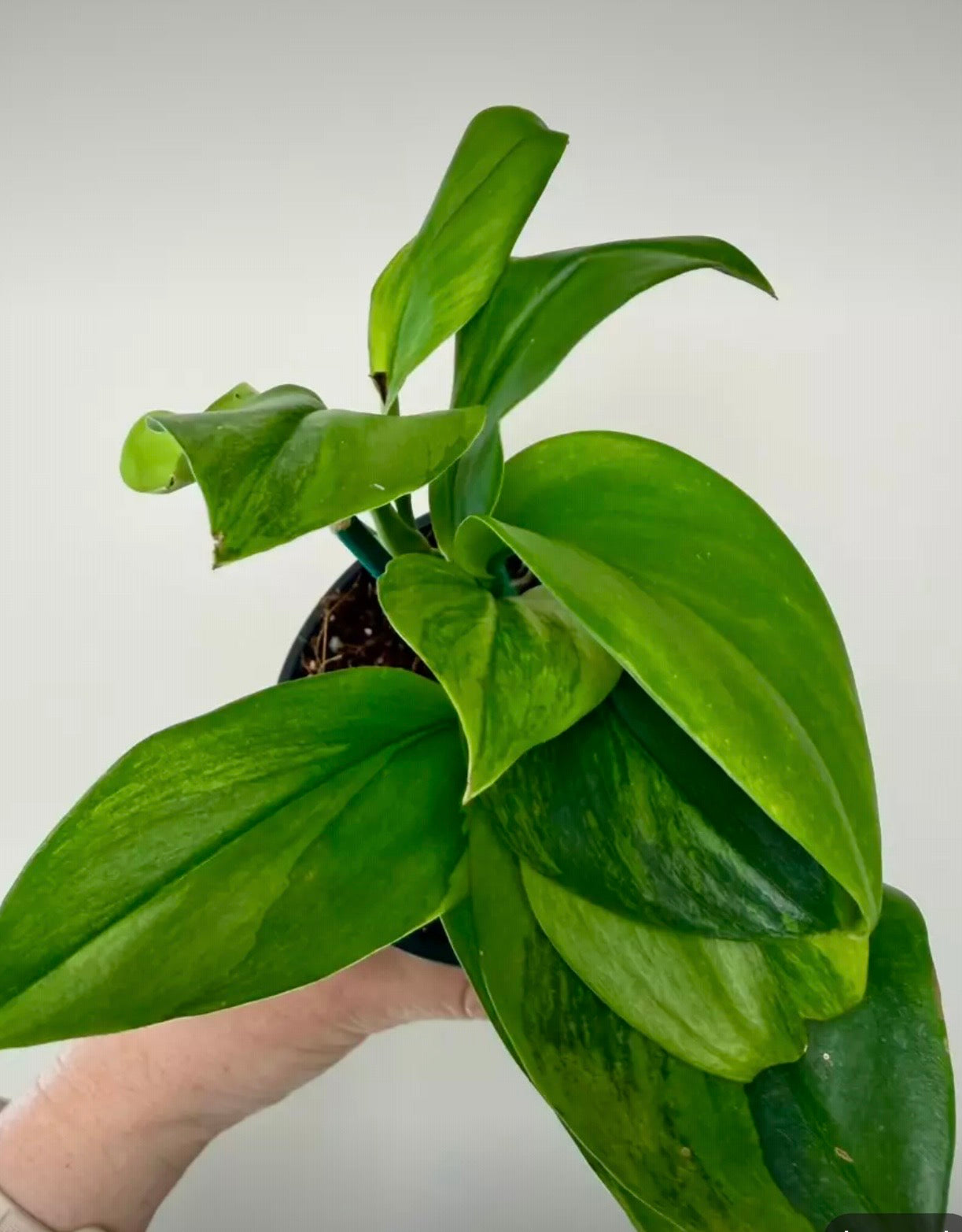 4" Scindapsus Treubii 'Moonlight' Green on Green