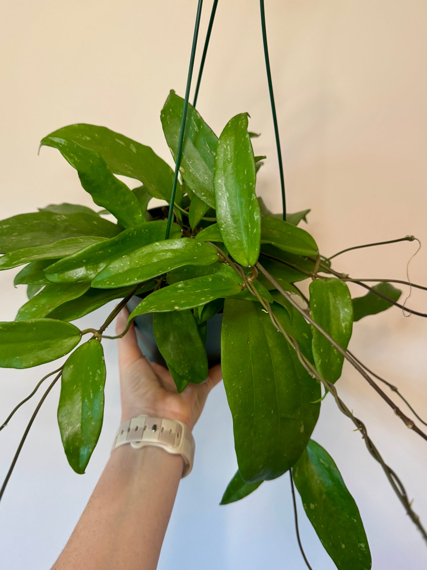 6” Hoya Rigida