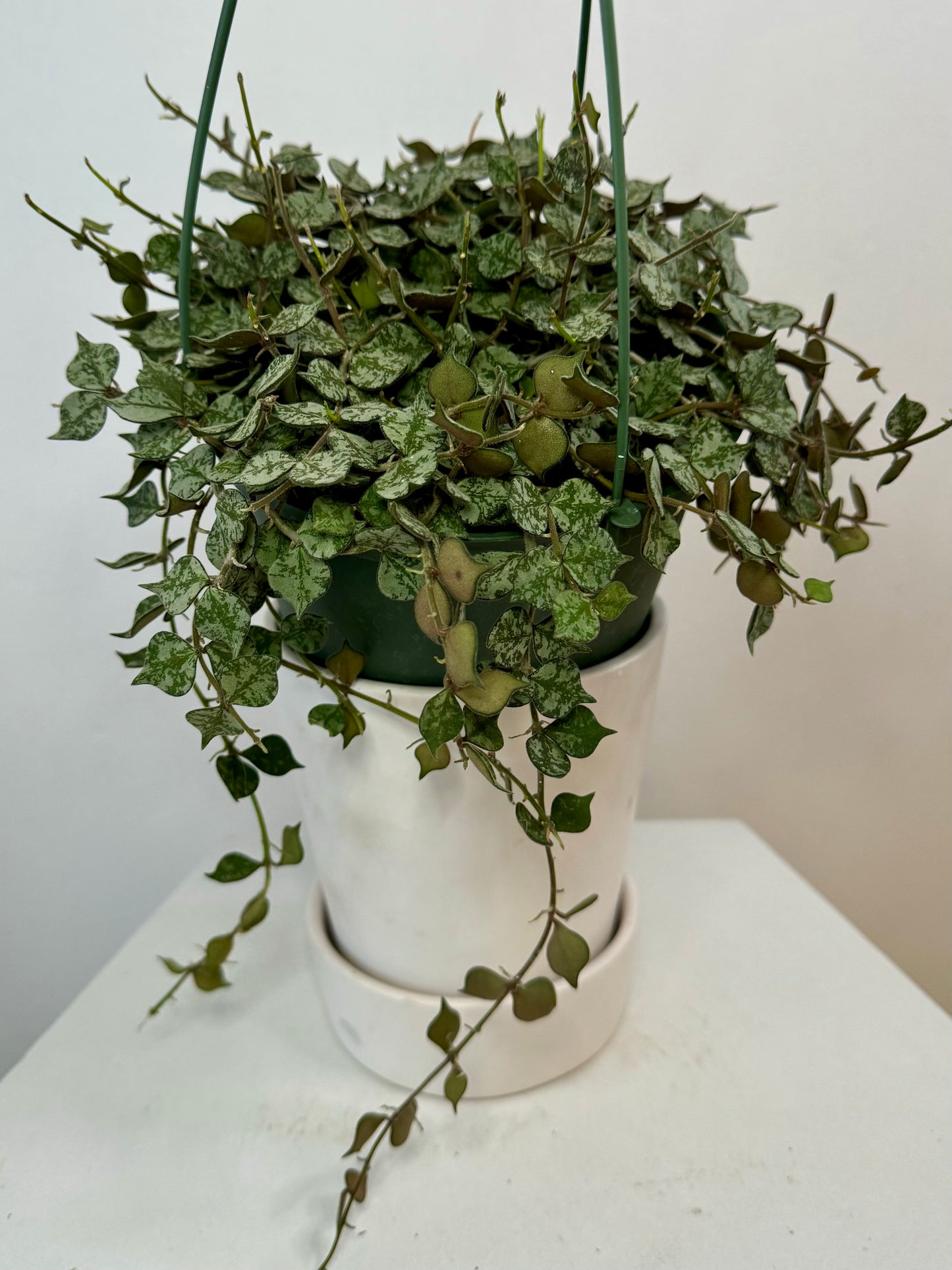 6" Hoya Curtisii