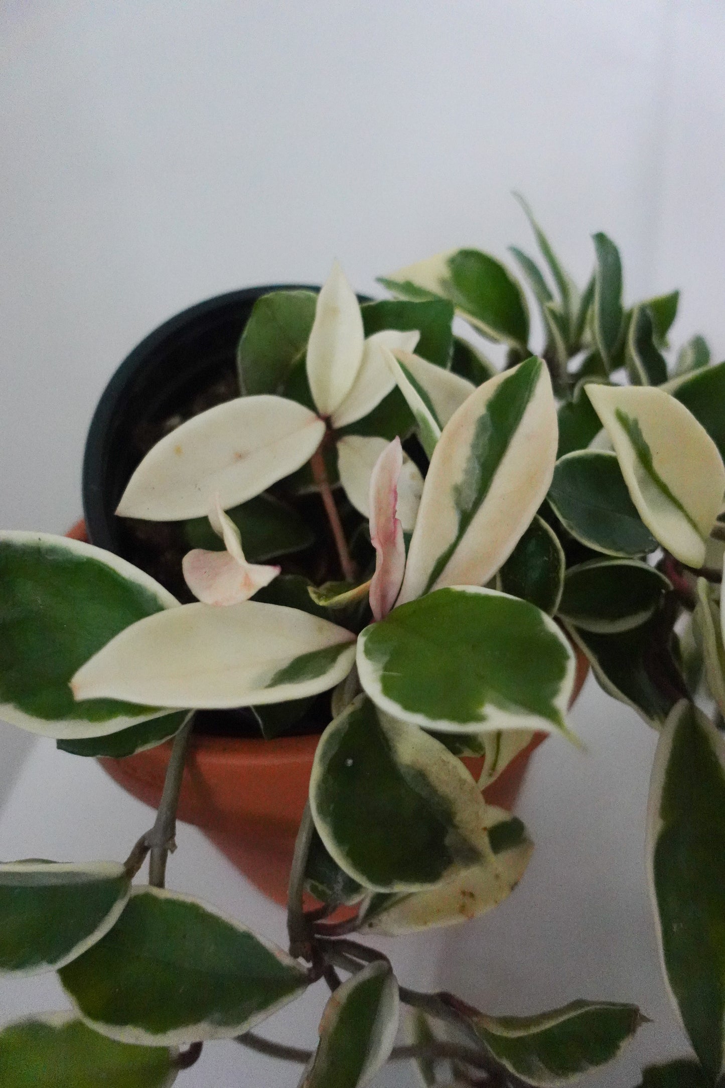 8" Hoya Krimson queen