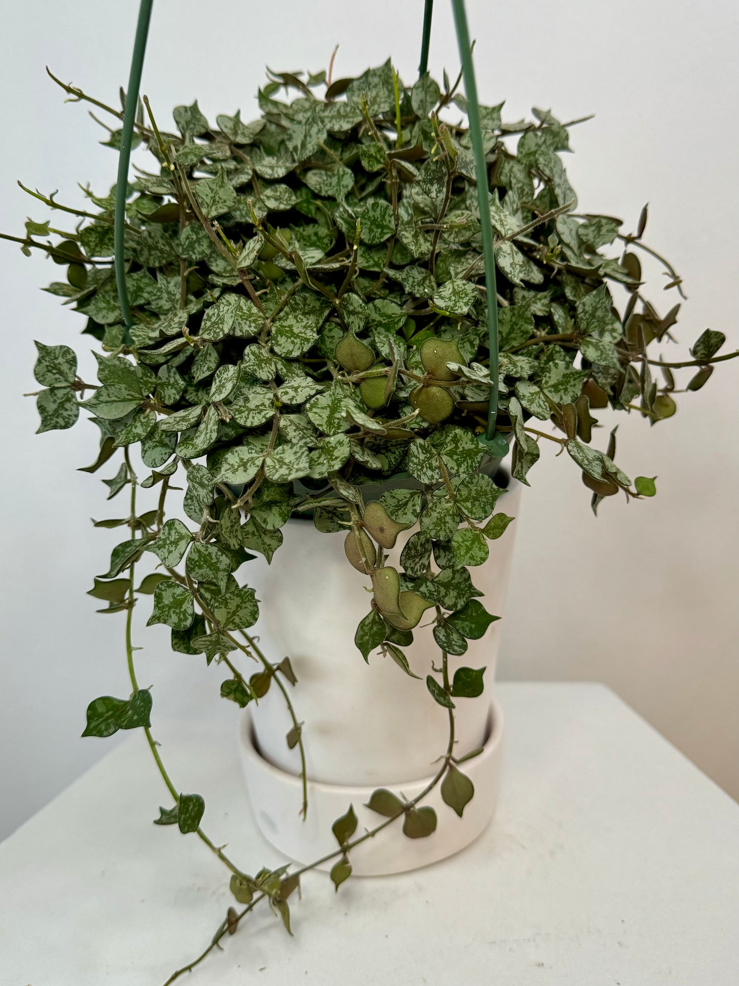 6" Hoya Curtisii