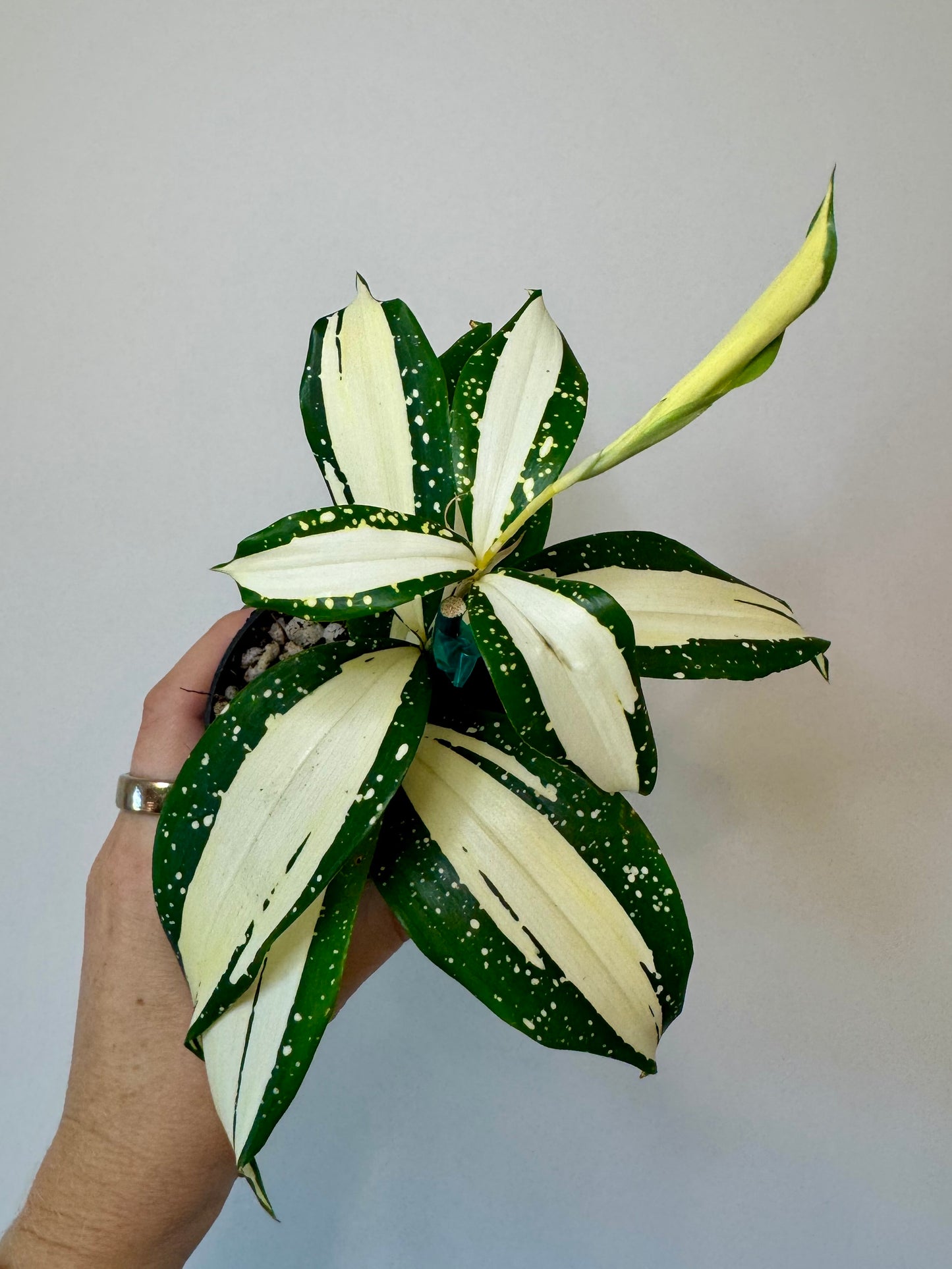 3” Dracaena Surculose ‘Milky Way’