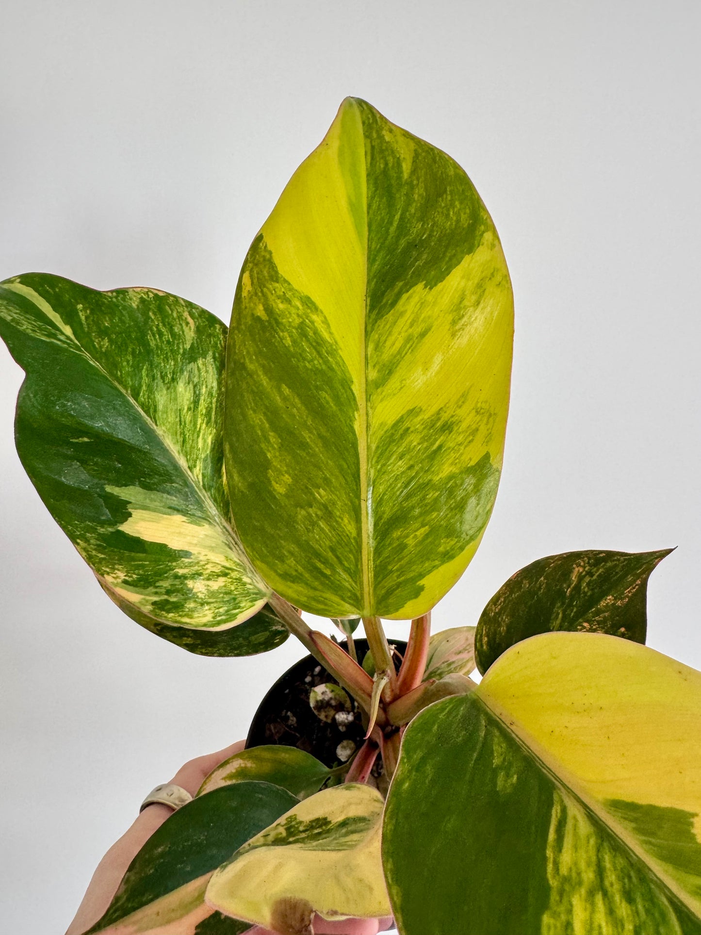 4" Philodendron Red Congo Variegated