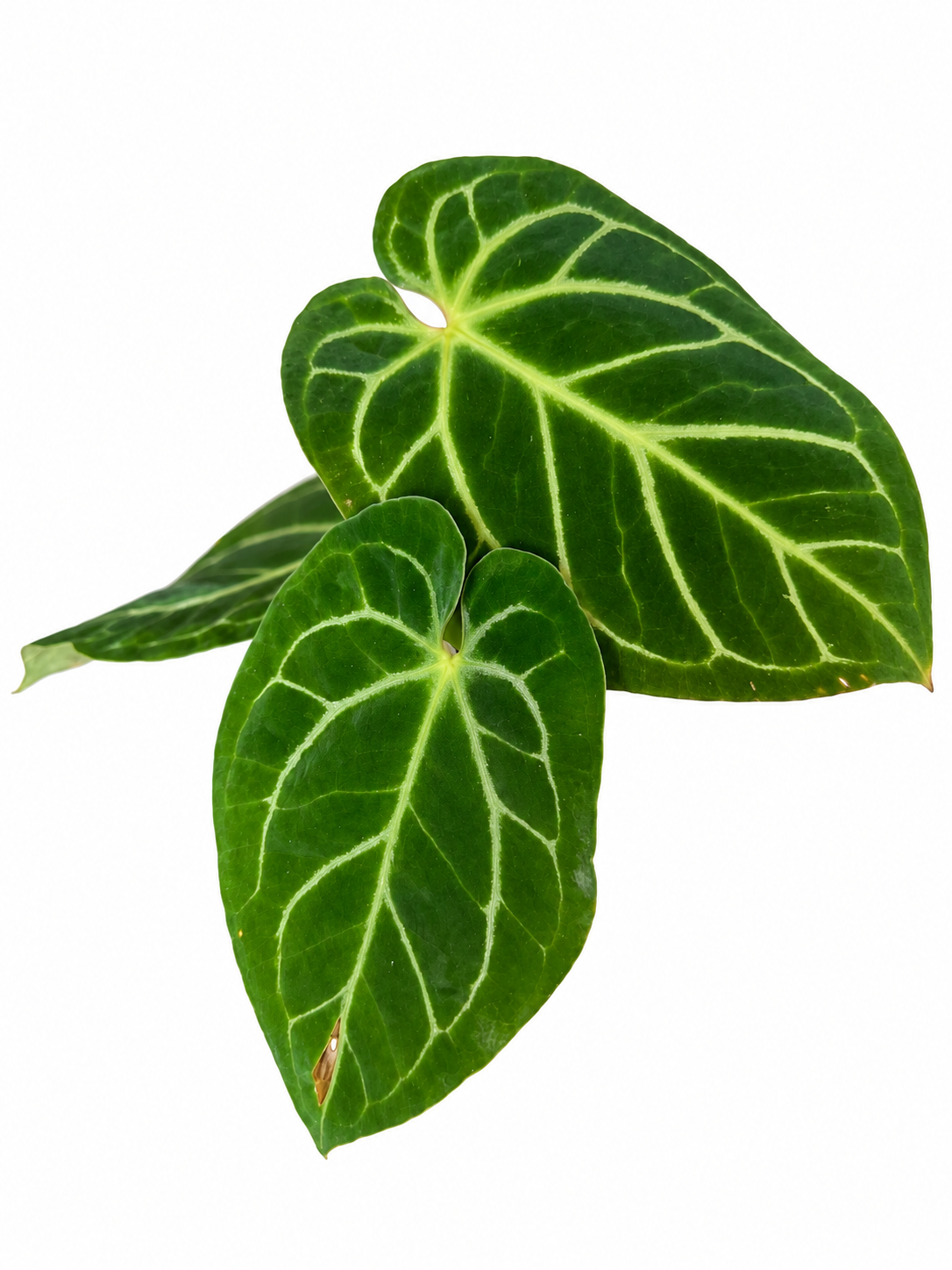 4” Anthurium (RC Dorayaki) x RC