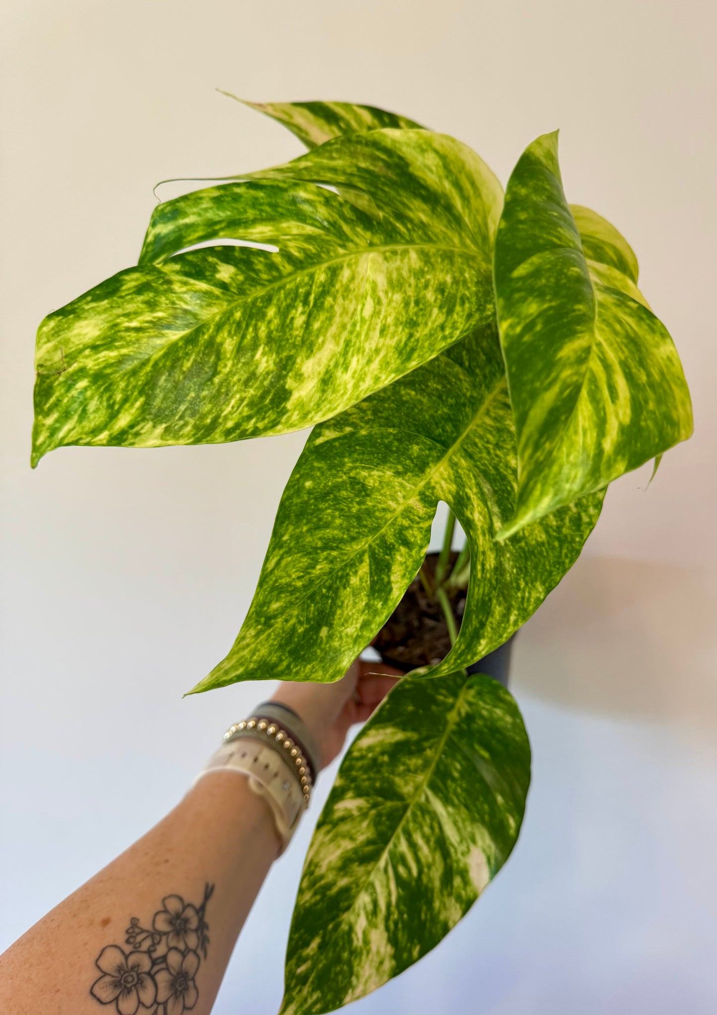 6" Epipremnum Pinnatum 'Yellow Flame' (fenestrated)