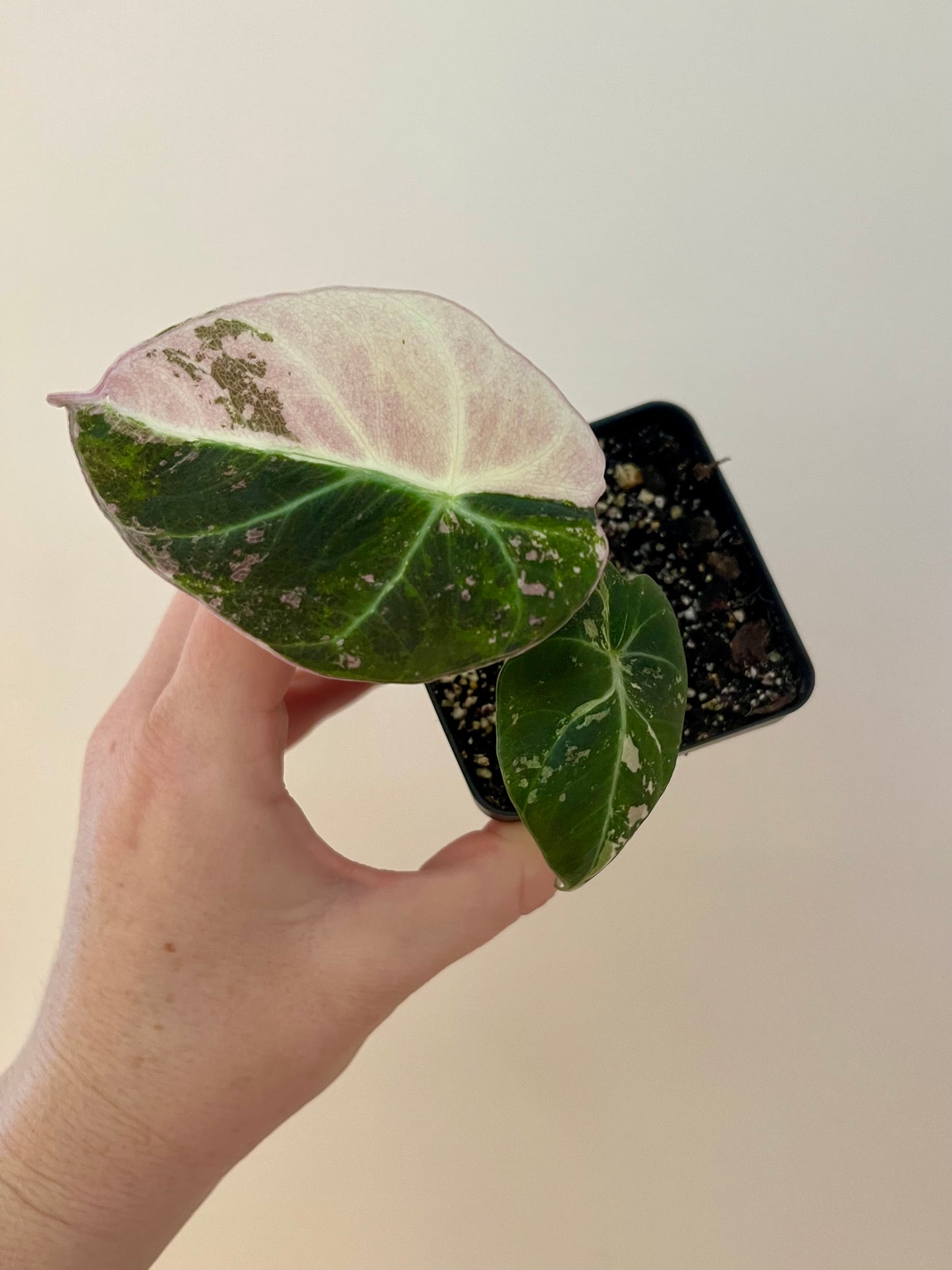 3” Alocasia ‘Black Velvet’ Pink Variegated