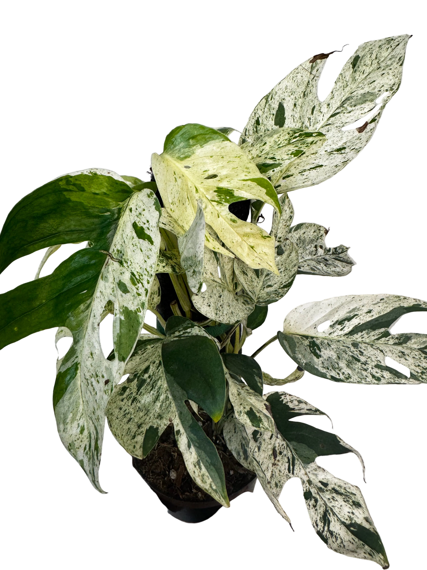 4” Epipremnum Pinnatum Marble (on plank)