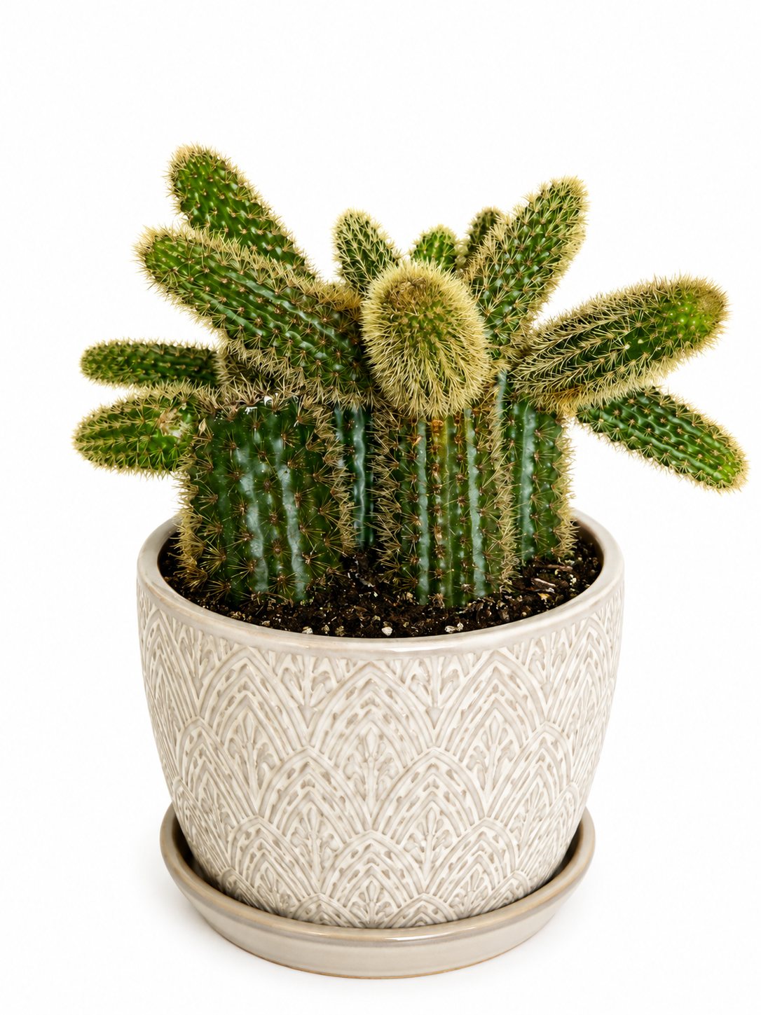 6” Golden Rat Tail Cactus