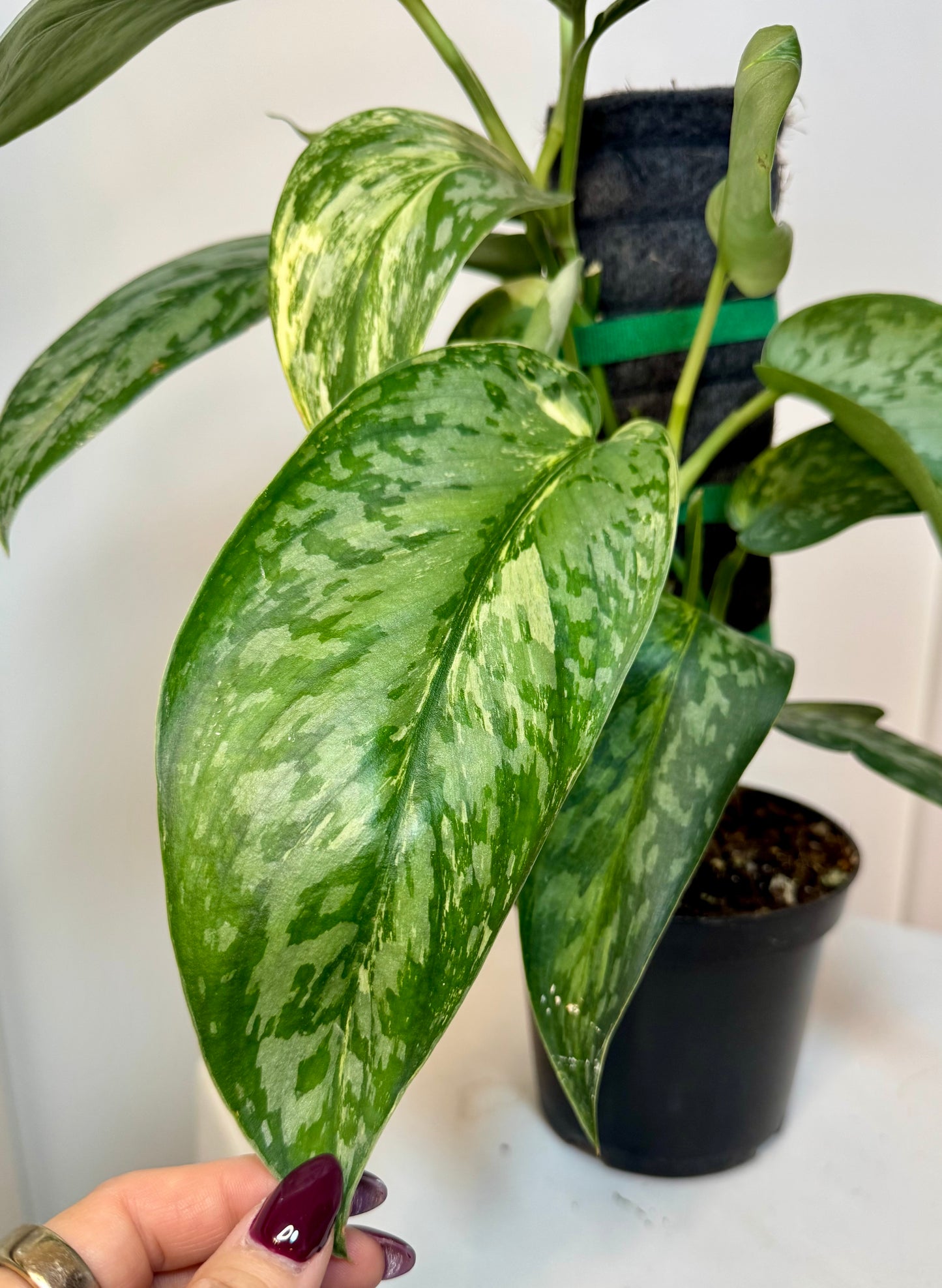 4" Scindapsus Lakambini