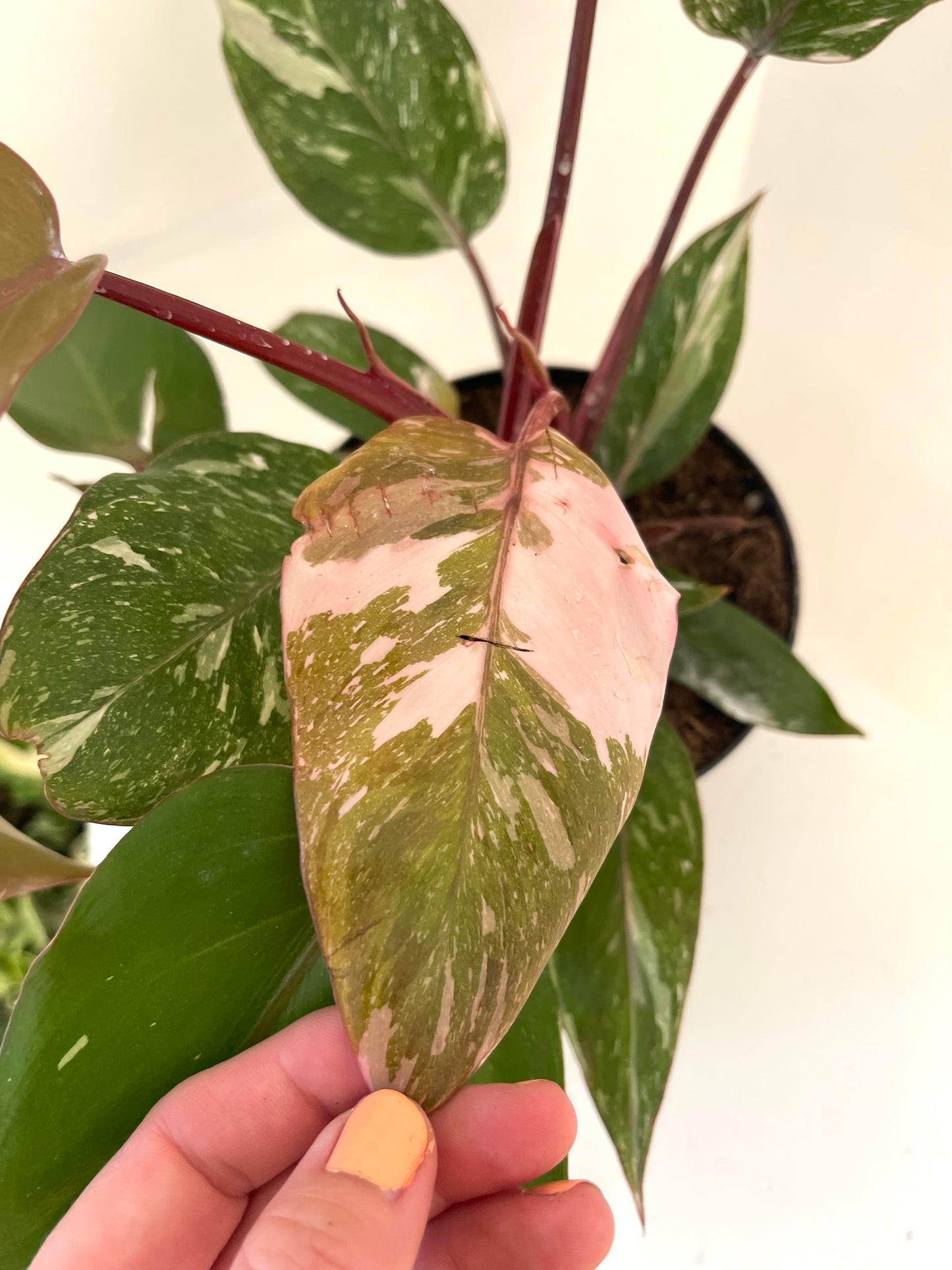 4” Philodendron Pink Naomi