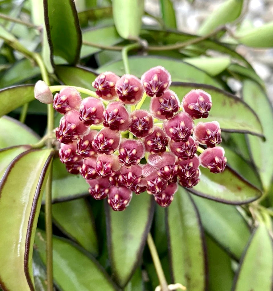 6” Hoya Wayetti; pet safe indoor houseplant