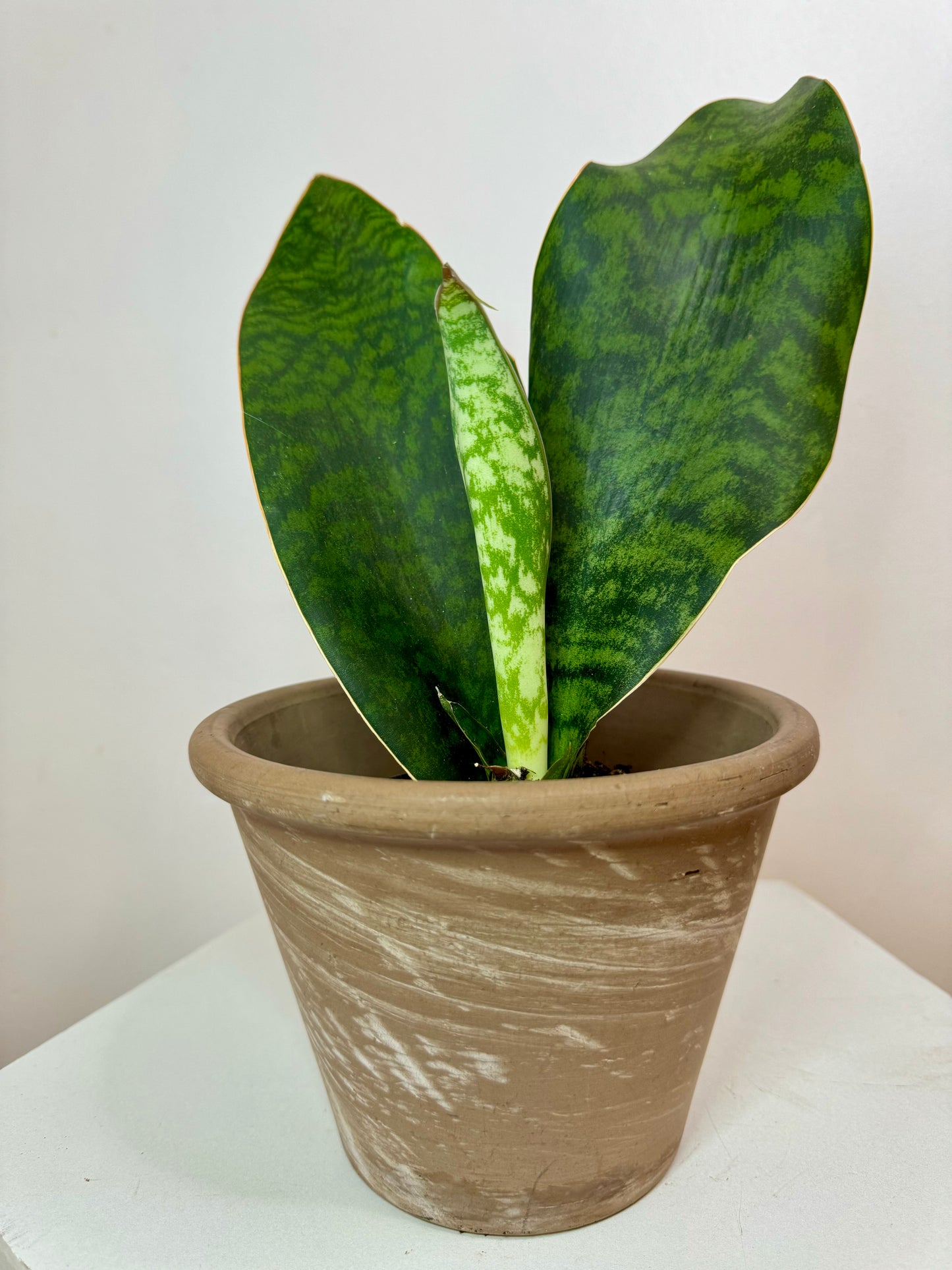 6” Sansevieria Whale Fin - multiple pups