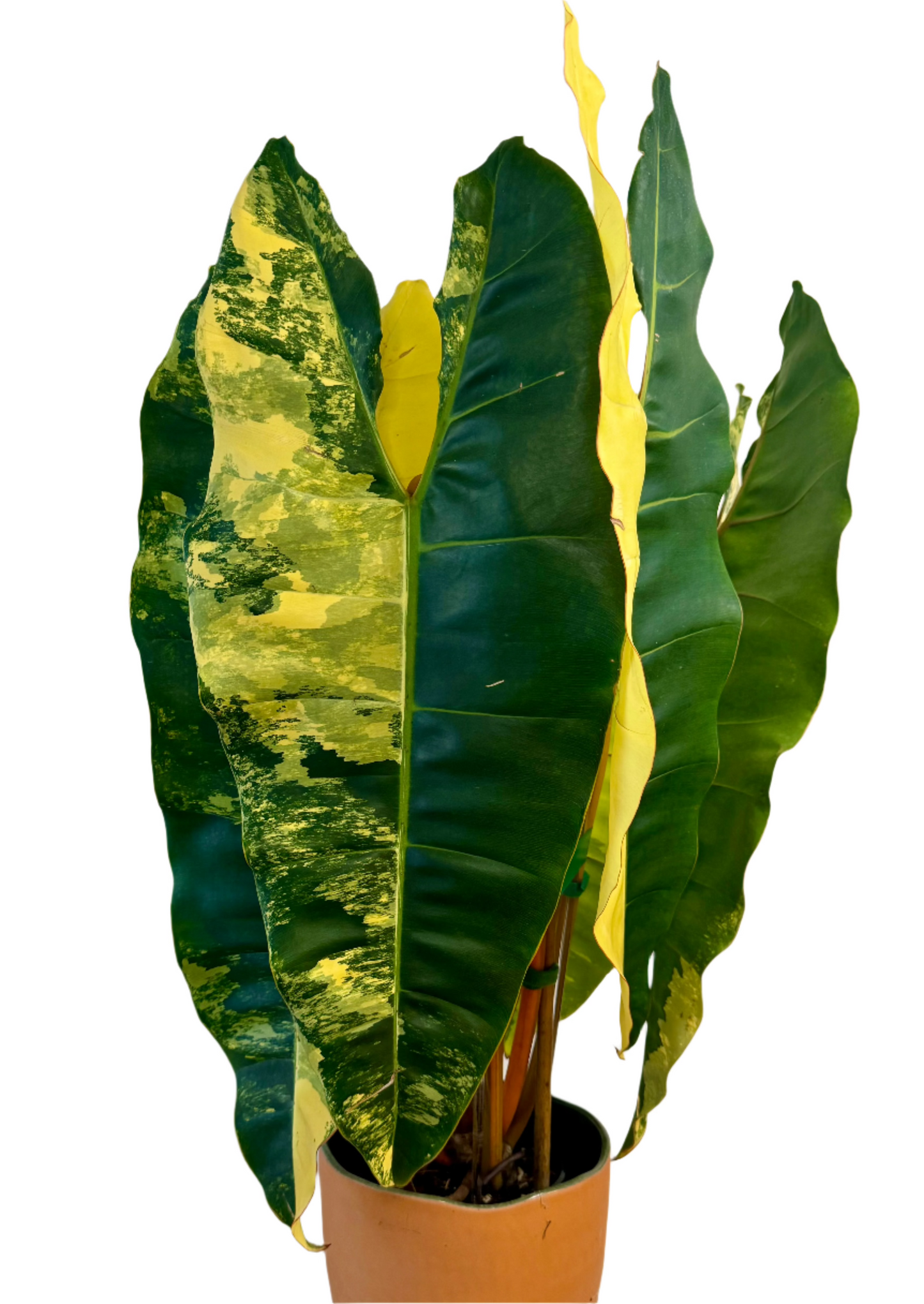 Philodendron Billietiae Variegated (starter plug)